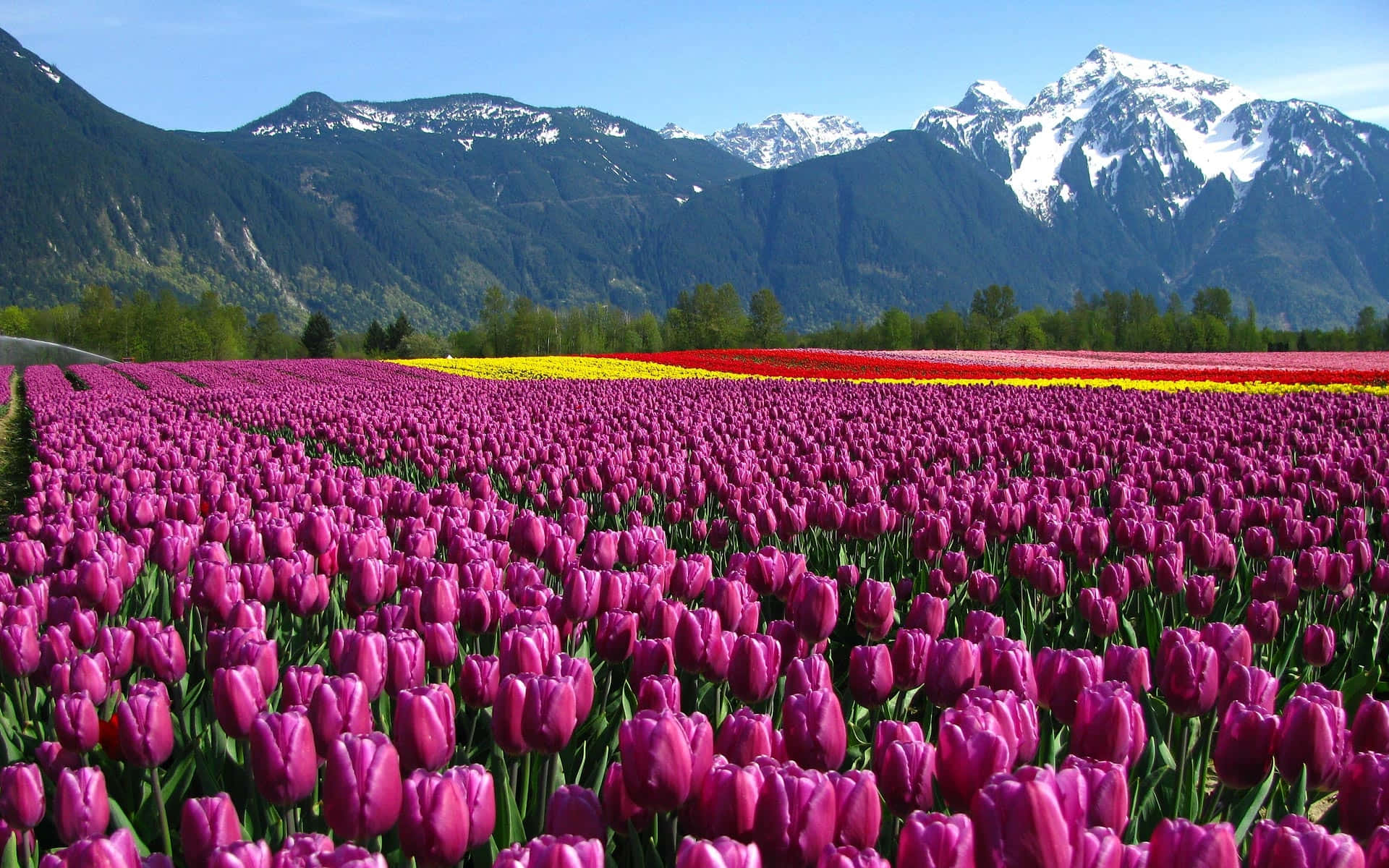 Tulip Field, sunset, purple, Full HD Desktop Wallpaper