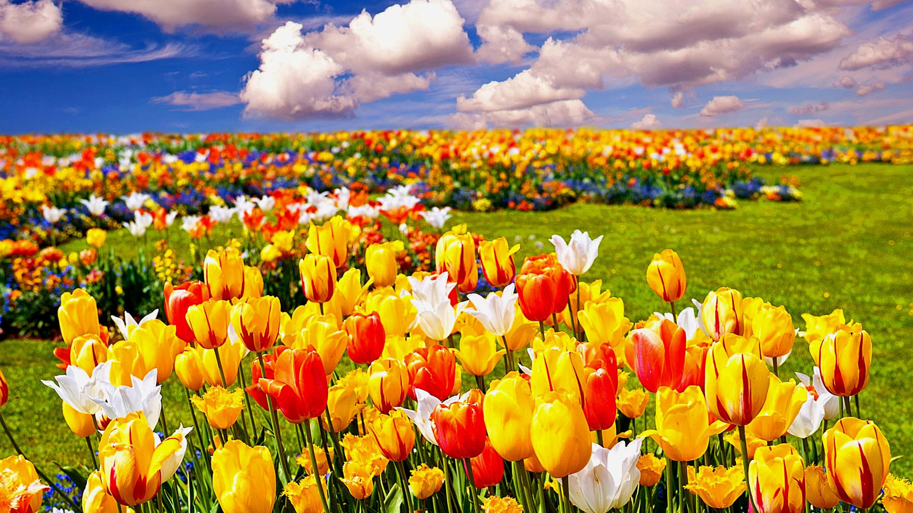 Tulip Field, red tulips, yellow tulips, 4K Desktop Wallpaper