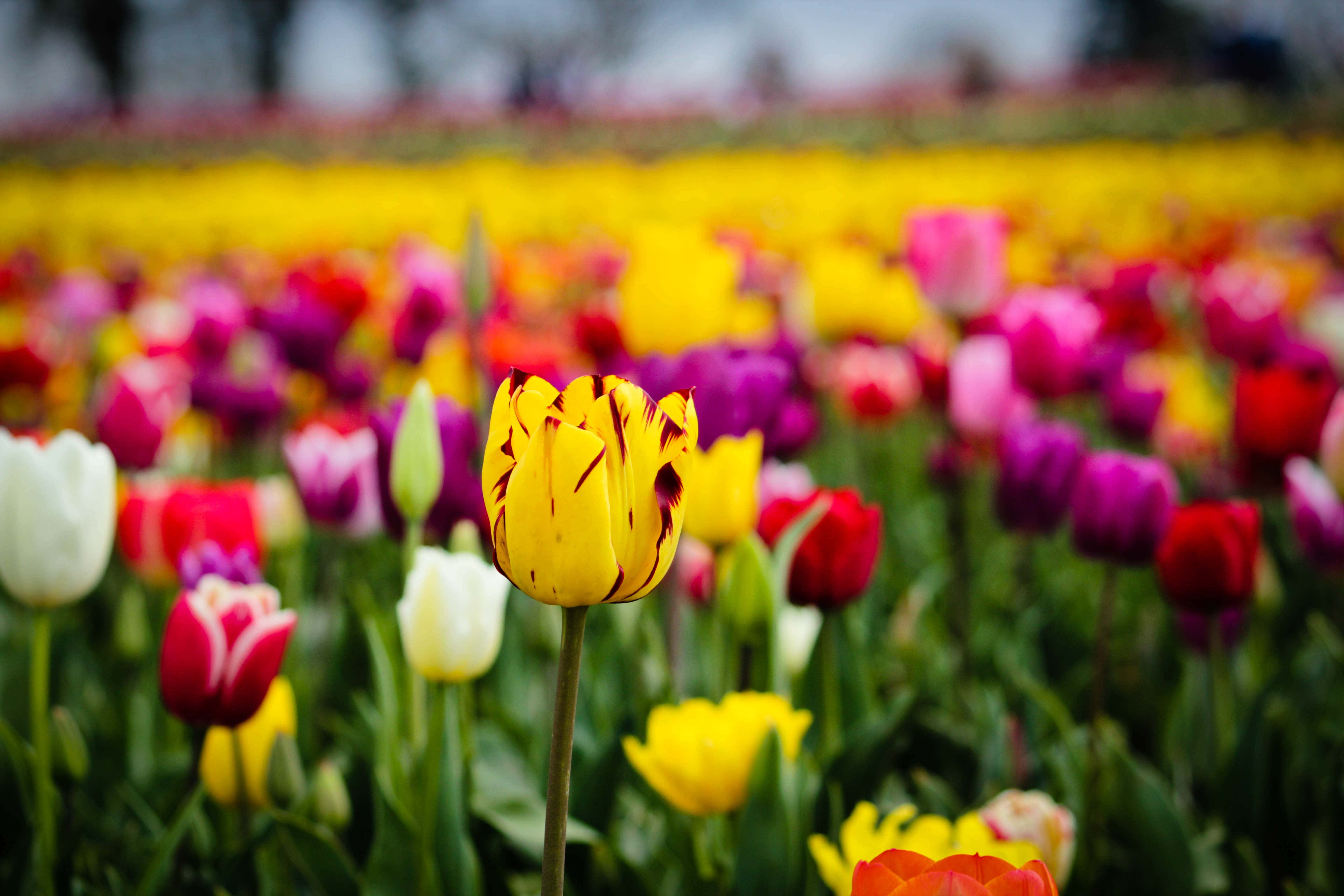 tulip field, vibrant yellow tulip, dark streaks, 5K Desktop Wallpaper