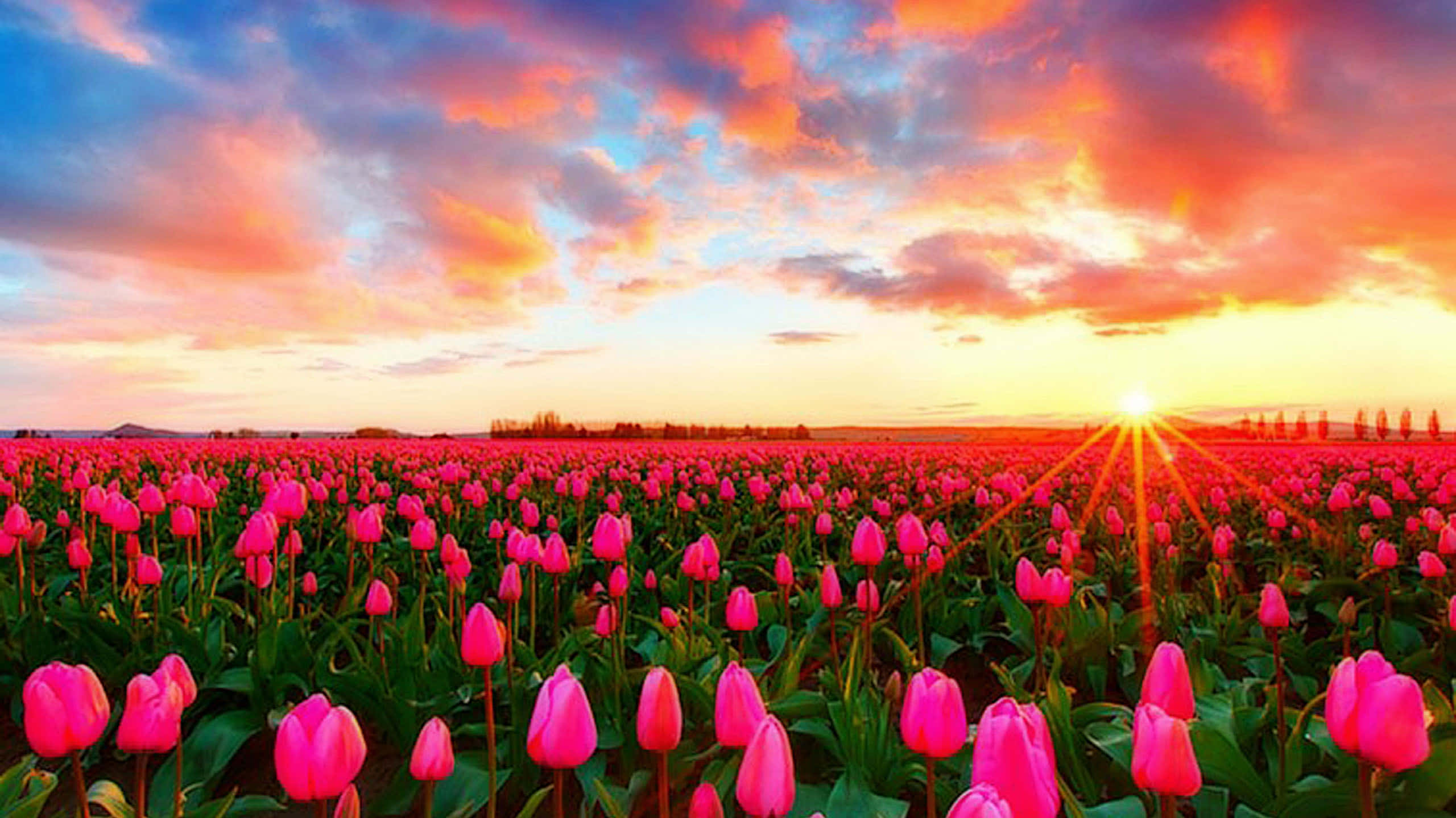 Tulip Field, vibrant pink tulips, dramatic sunset sky, 2K Desktop Wallpaper