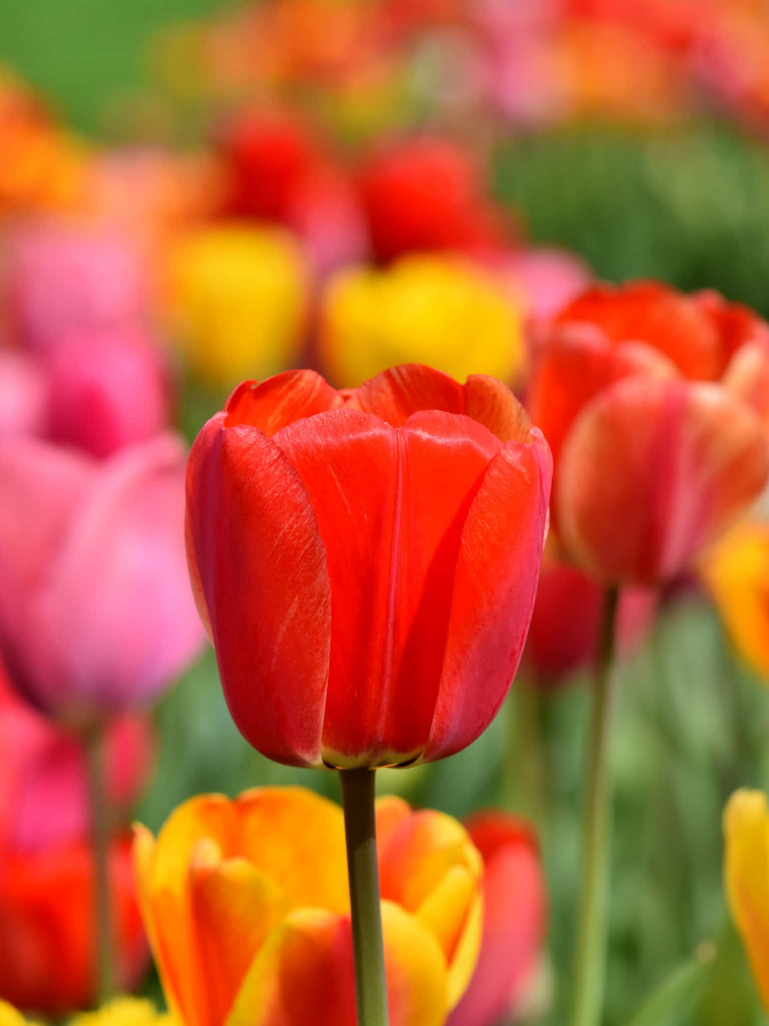 Tulip Field, red tulip, pink yellow and orange blooms, Full HD Phone Wallpaper