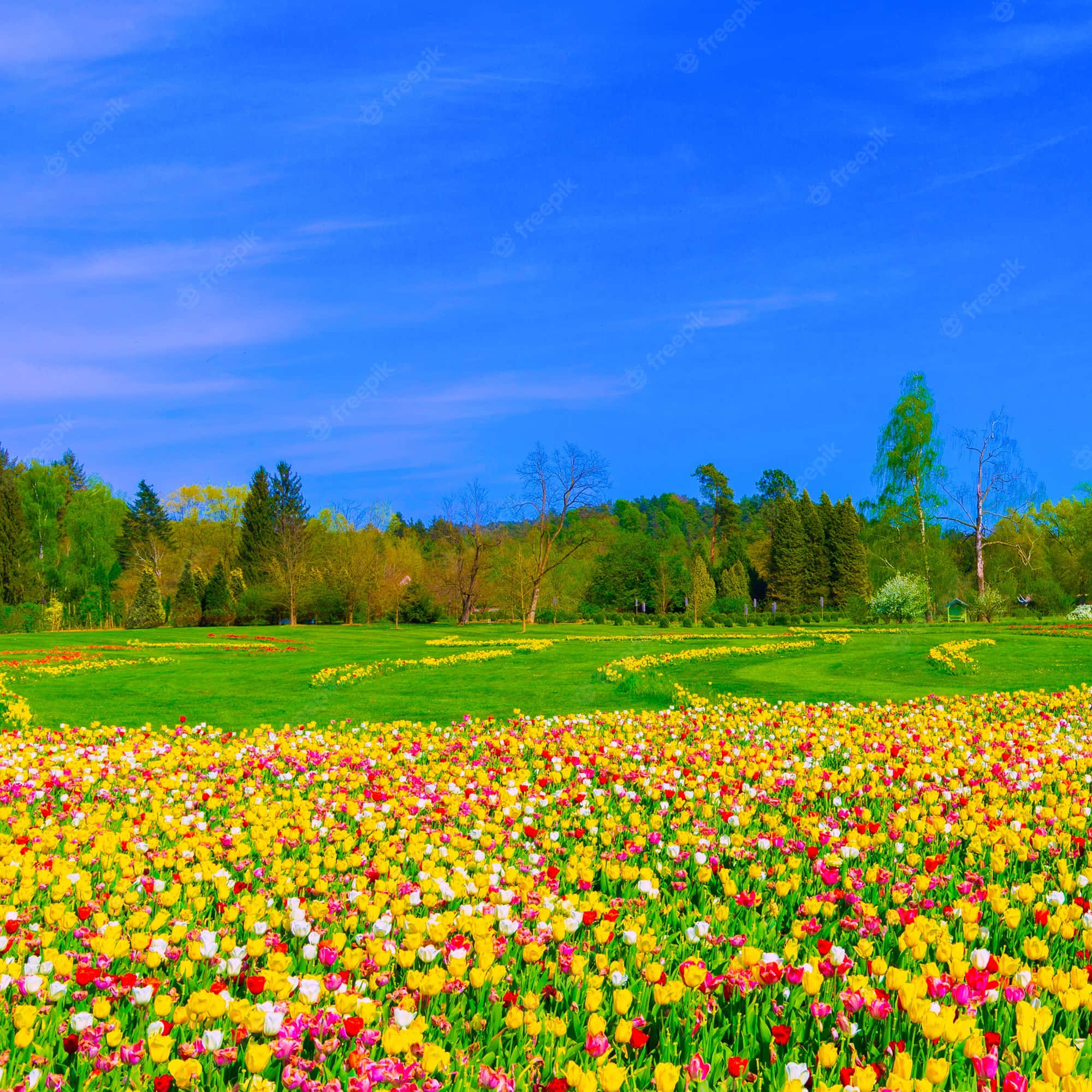 Tulip Field, vibrant field of colorful tulips, clear blue sky, Full HD Desktop Wallpaper
