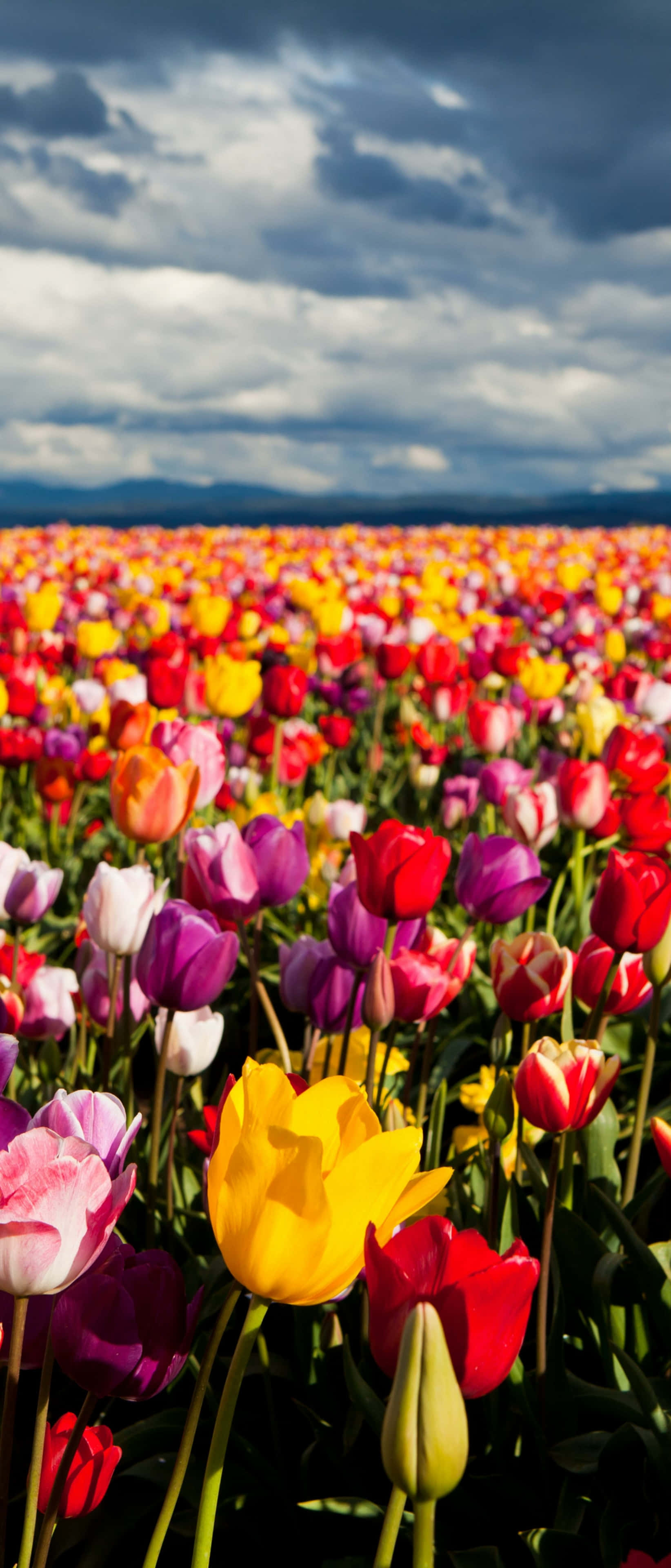 Tulip Field, multicolored tulips, cloudy sky, 4K Phone Wallpaper