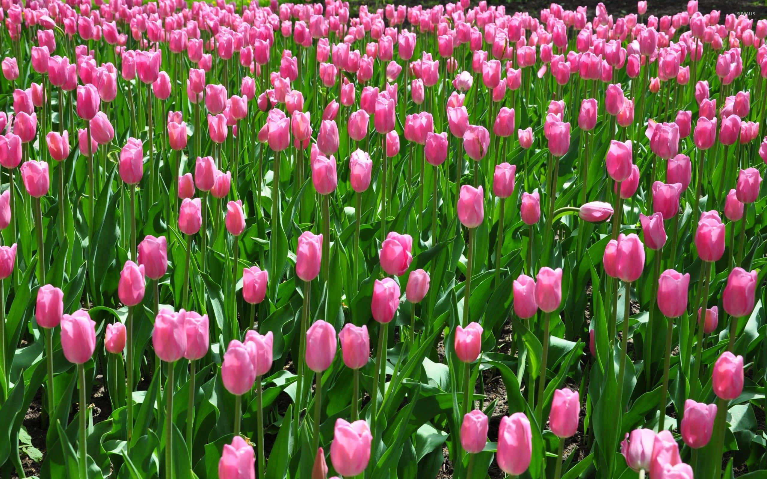 Tulip Field, pink tulips, sunlight, 2K Desktop Wallpaper