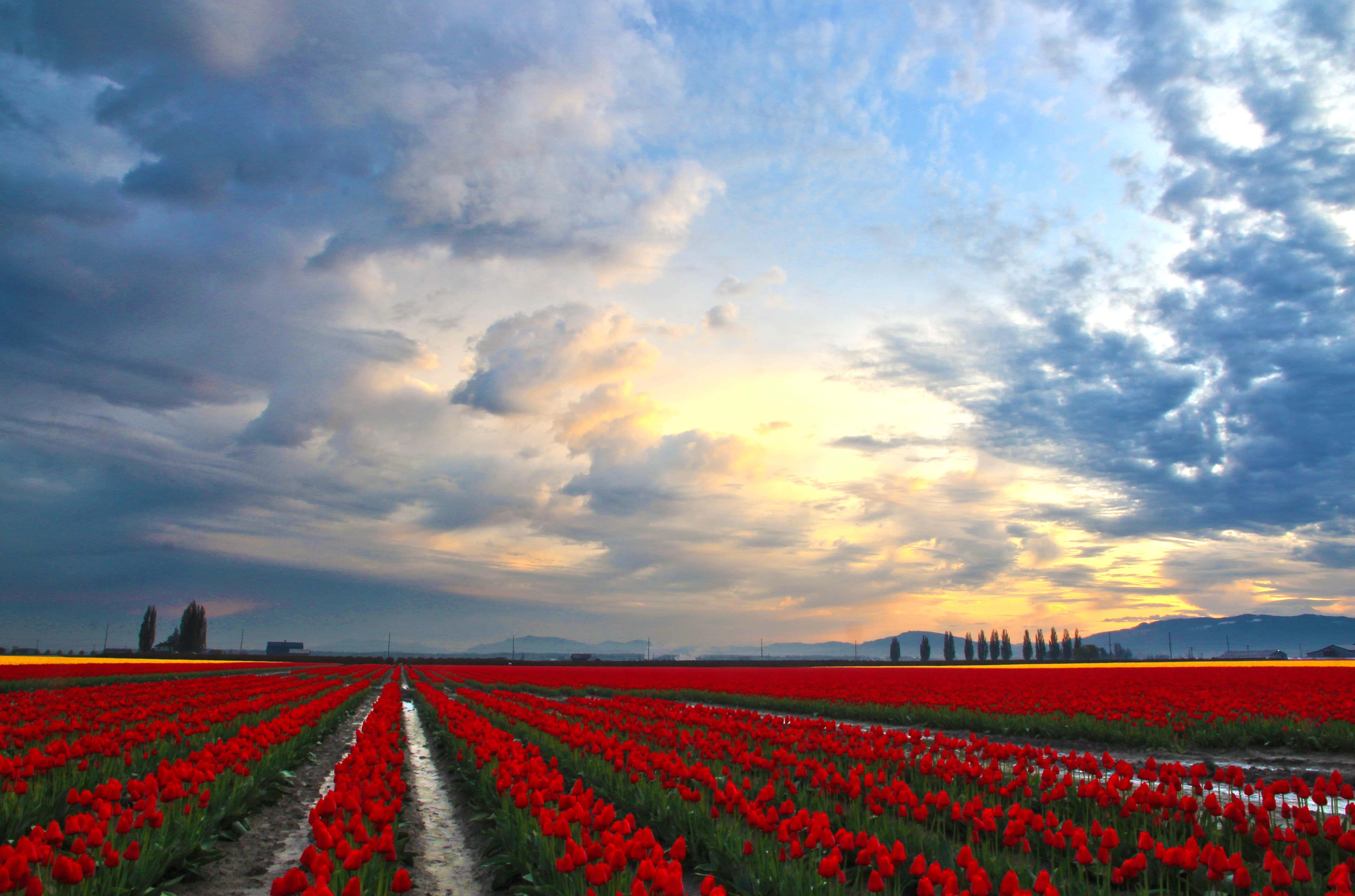 Tulip Field, vibrant red tulips, dramatic sunset sky, 4K Desktop Wallpaper
