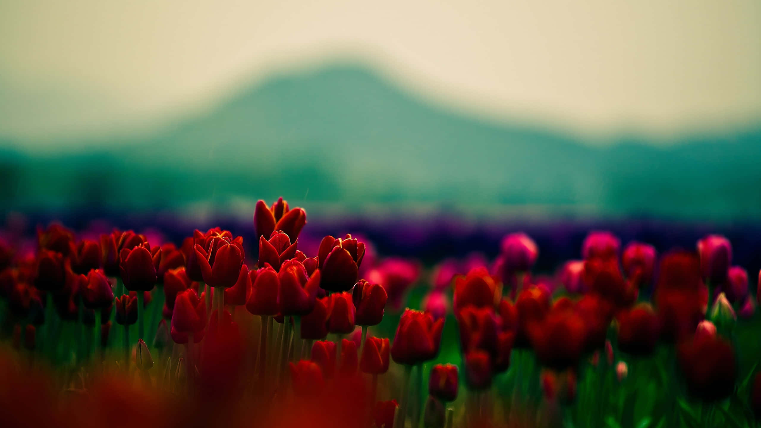 Tulip Field, red tulips, hazy sky, 2K Desktop Wallpaper