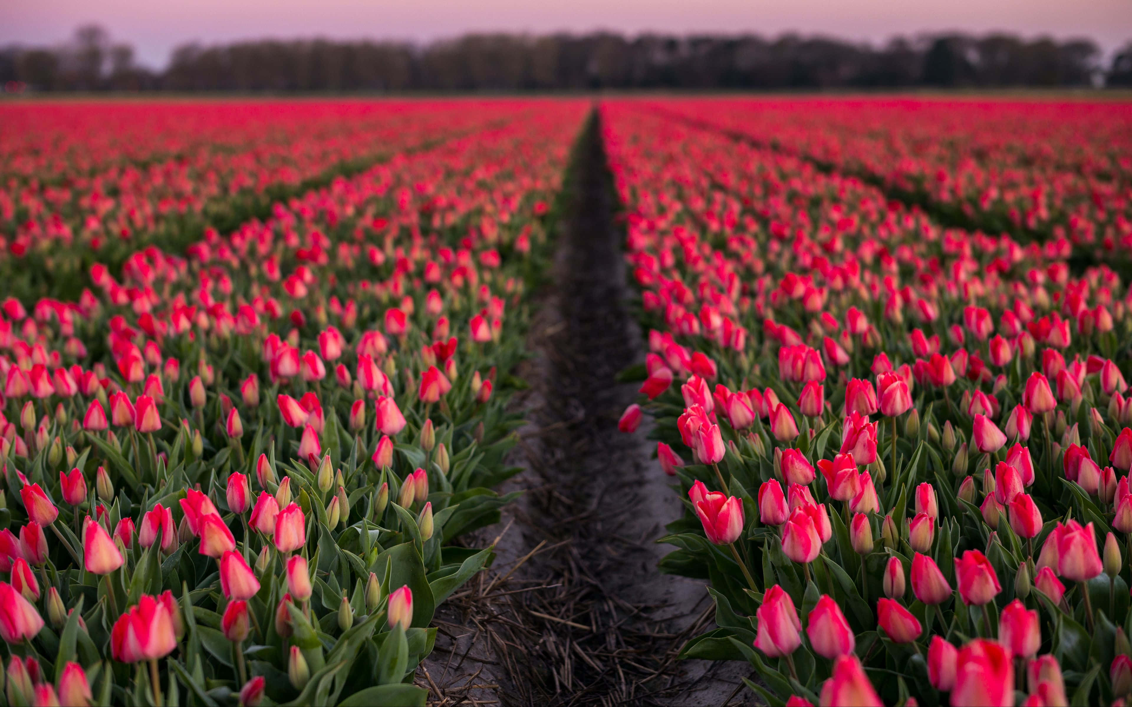 tulip field, vibrant pink tulips, twilight sky, 4K Desktop Wallpaper