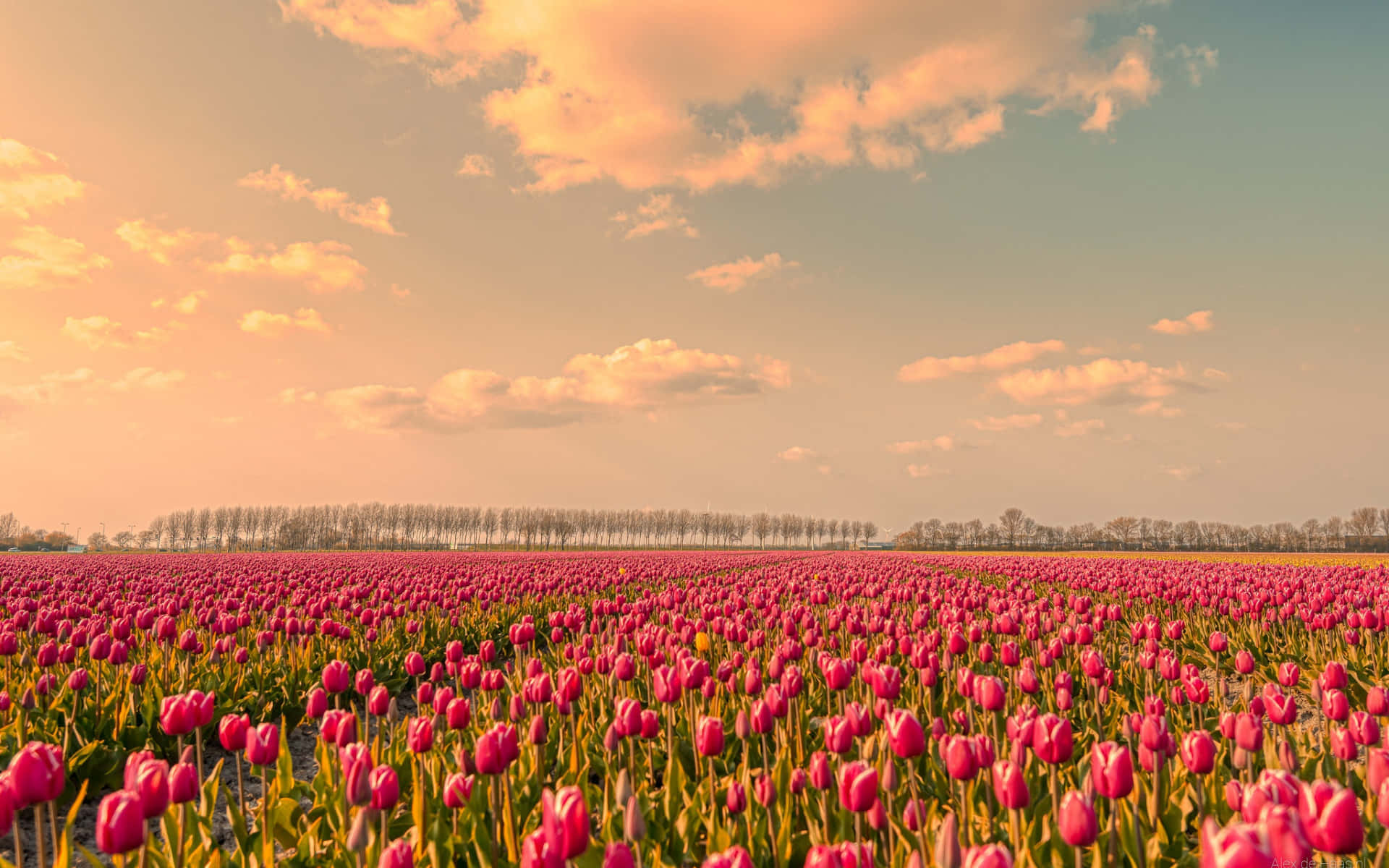 Tulip Field, pink tulips, golden sunset sky, Full HD Desktop Wallpaper