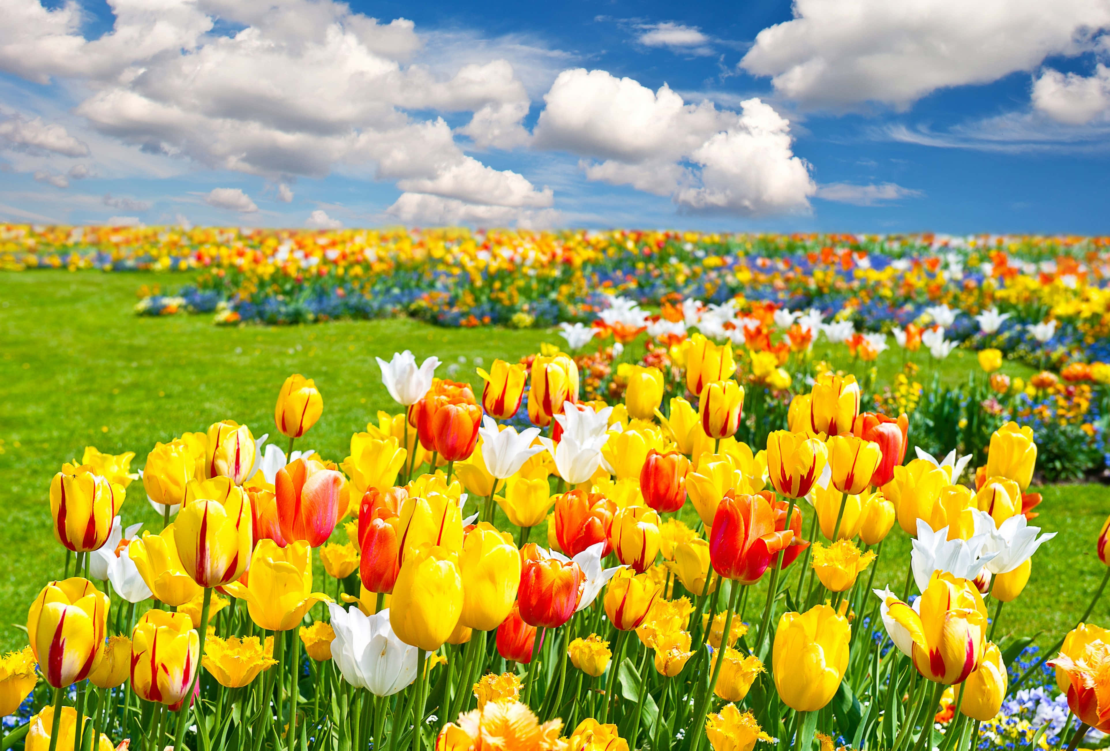 Tulip Field, yellow red and white tulips, bright blue sky, 4K Desktop Wallpaper