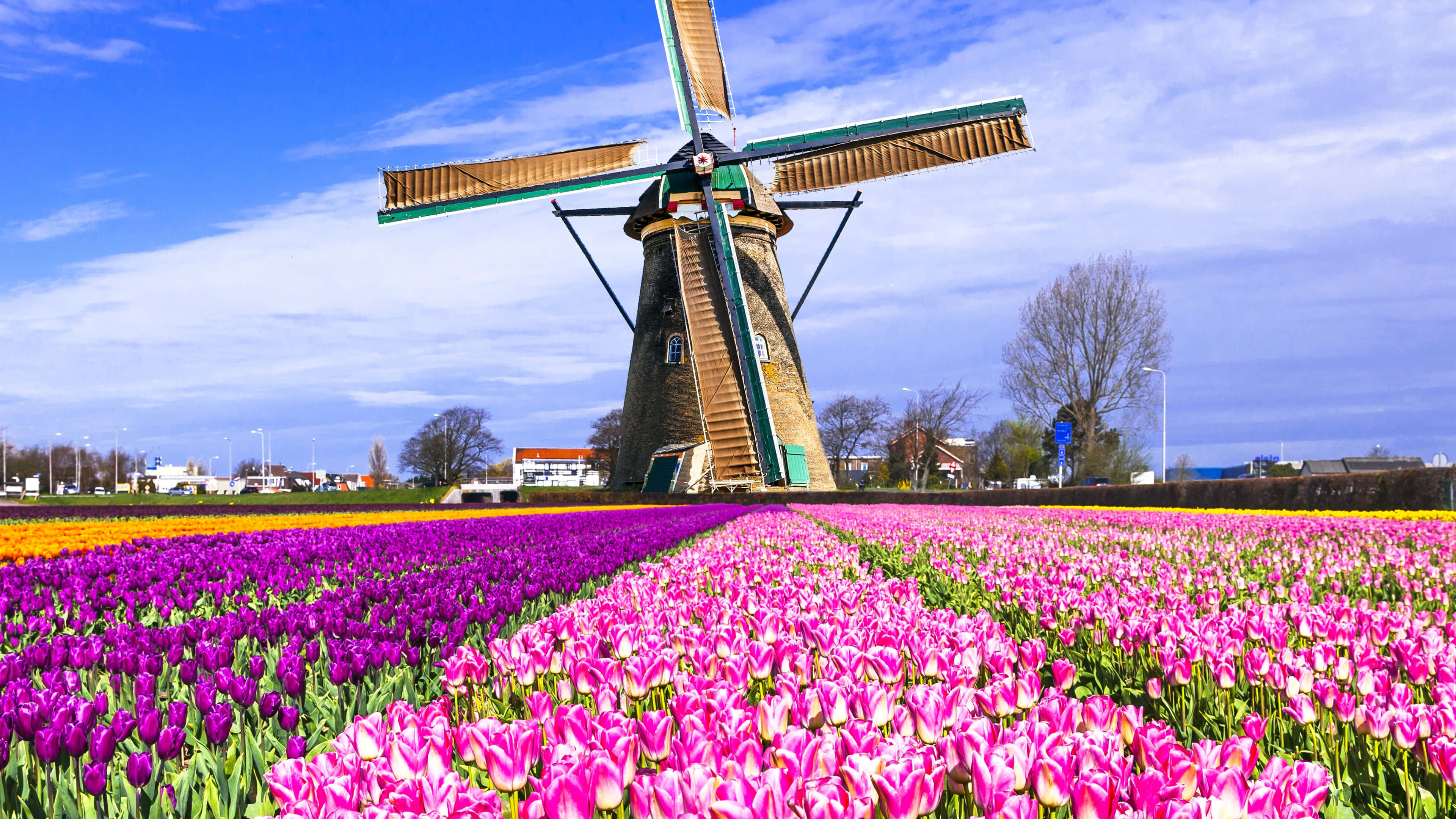 tulip field, windmill, pink tulips, 4K Desktop Wallpaper