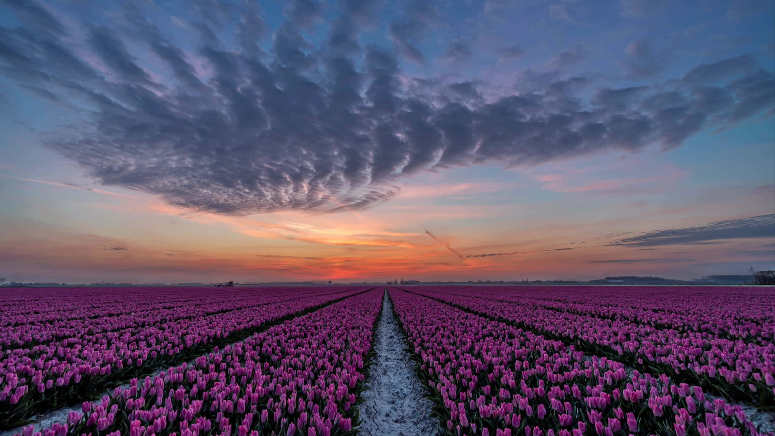 Tulip Field, vibrant pink tulips, twilight sky, 2K Desktop Wallpaper