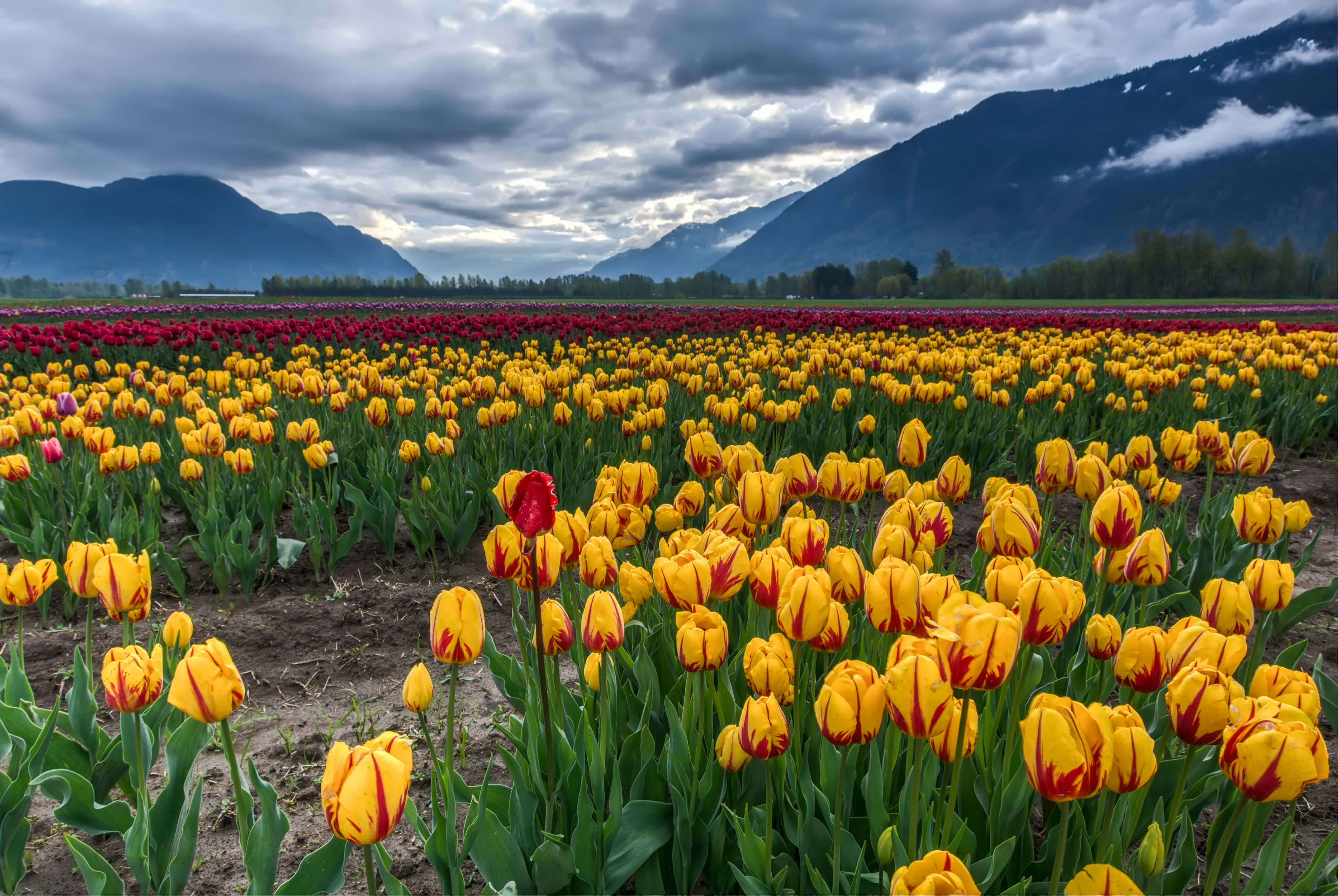 Tulip Field, yellow tulips, red tulips, 4K Desktop Wallpaper