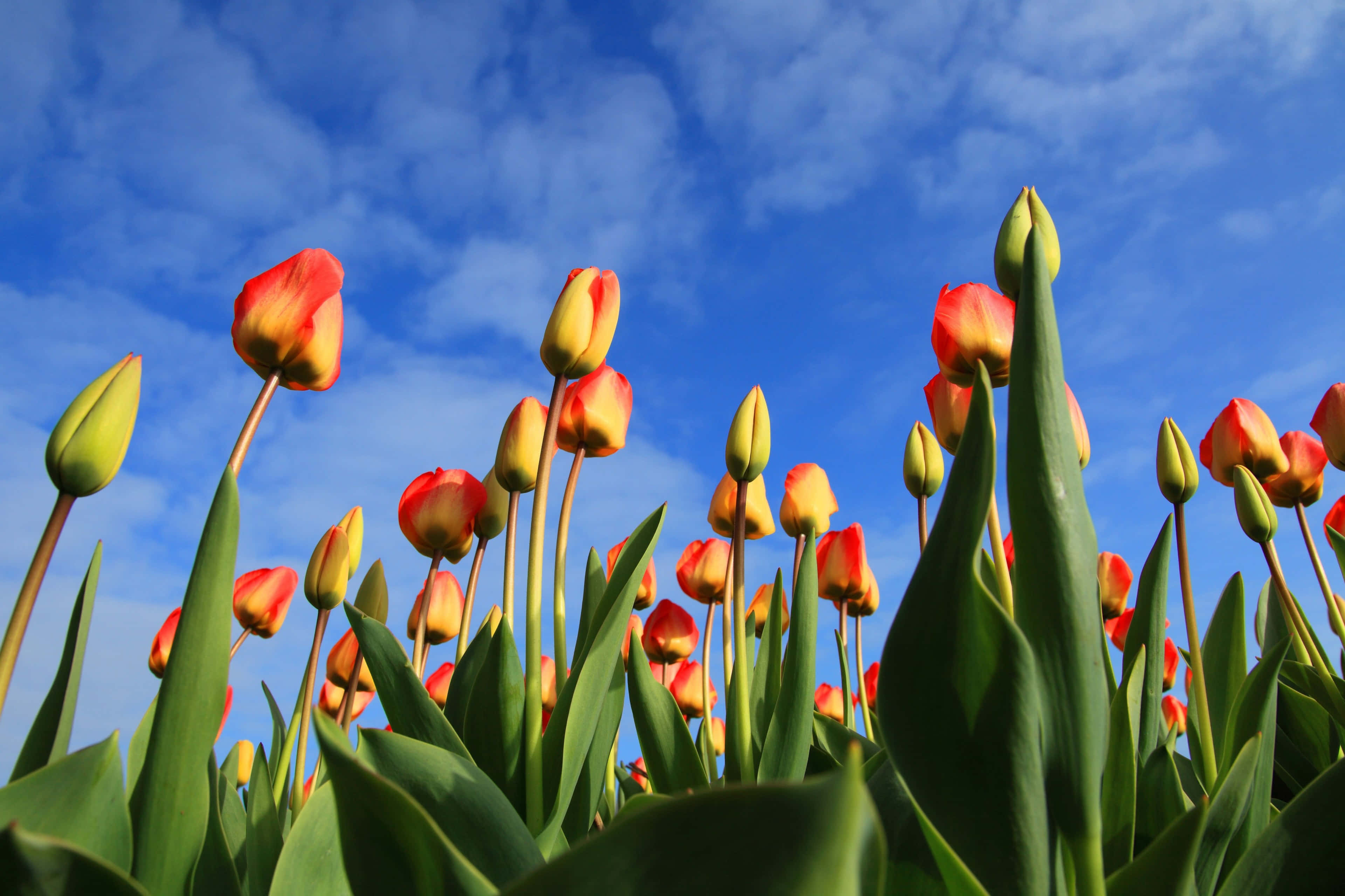 Tulip Field, red tulips, yellow tulips, 4K Desktop Wallpaper