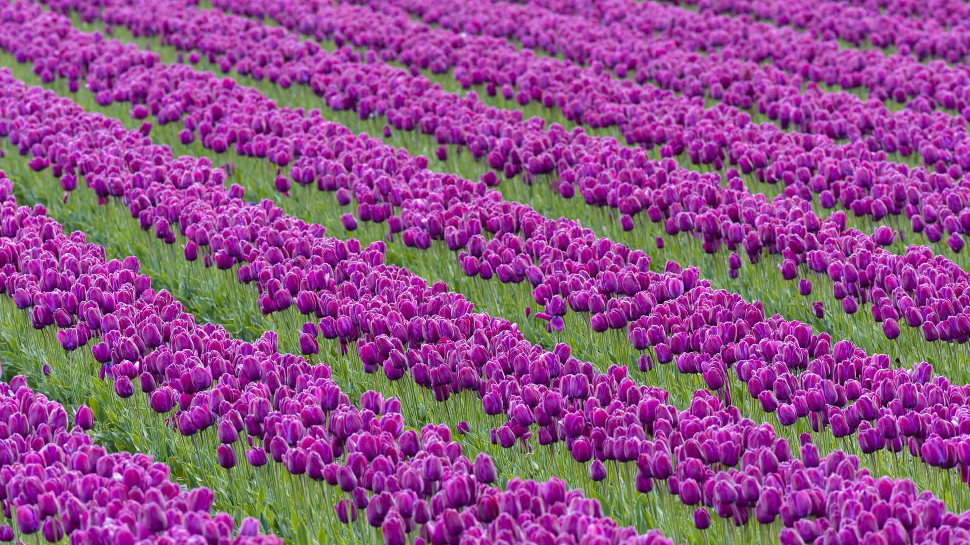 Tulip Field, vibrant purple tulips, lush green field, Full HD Desktop Wallpaper