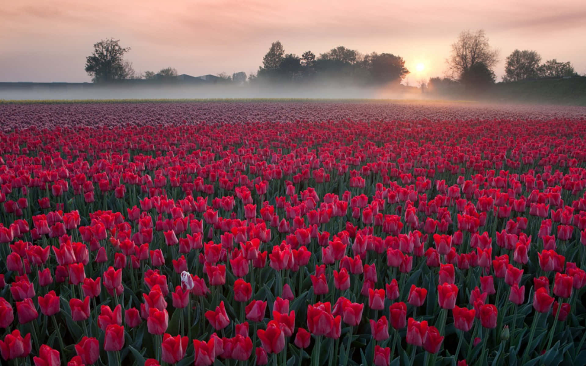 Tulip Field, vibrant red tulips, soft pink and orange sunrise, Full HD Desktop Wallpaper