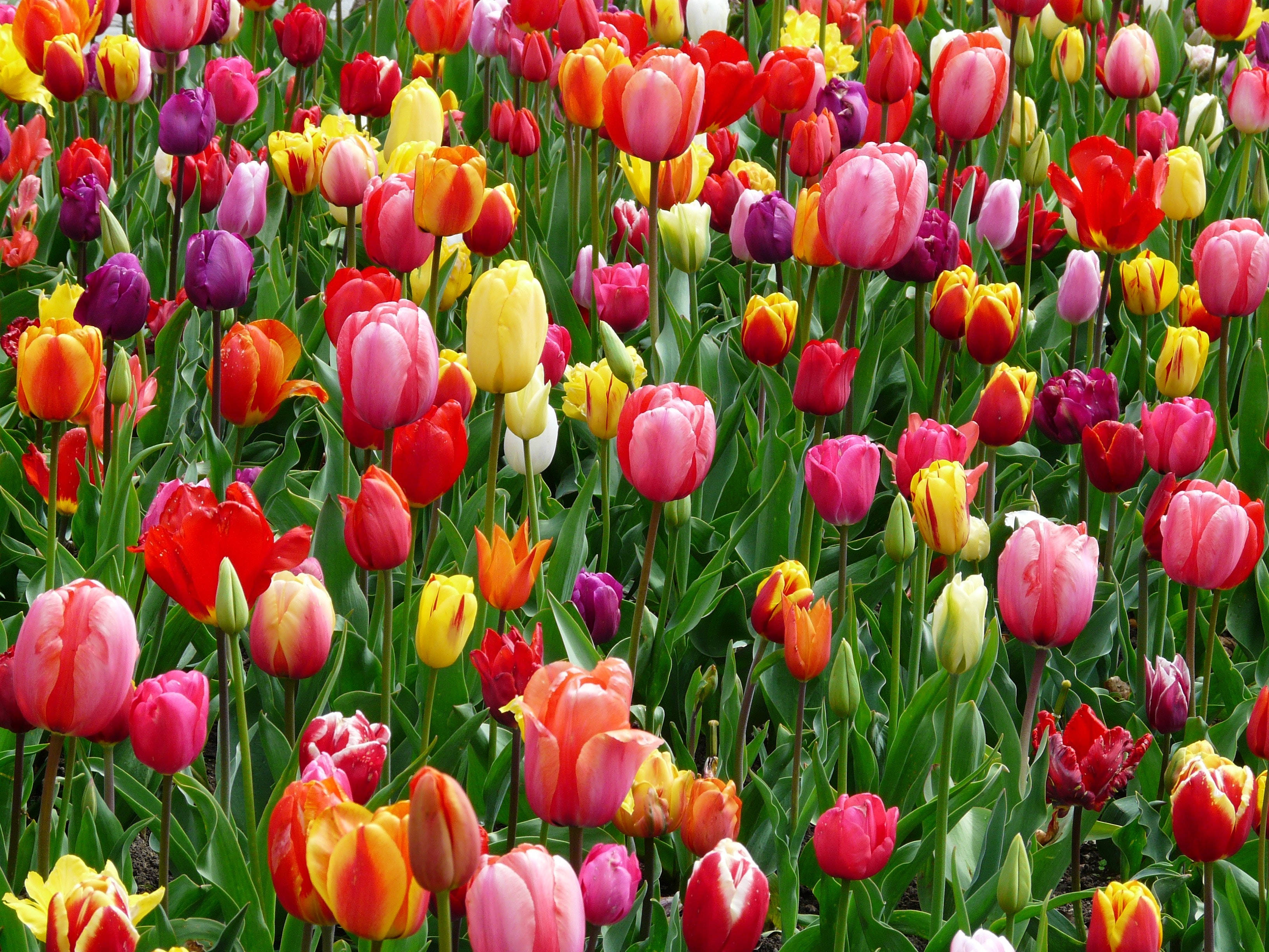 colorful field of tulip flowers, multicolored tulips, lush green stems, 2K Desktop Wallpaper