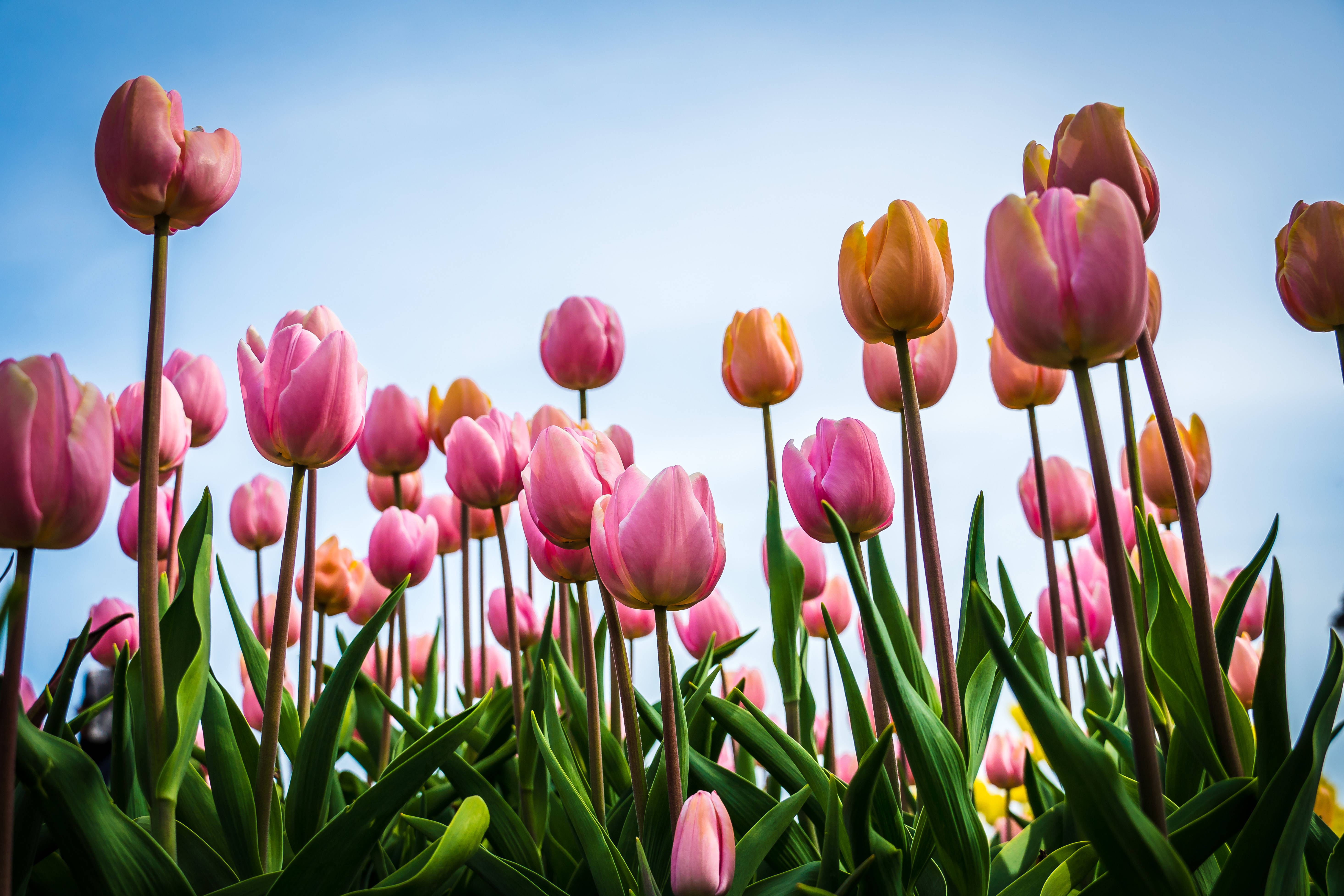 tulip flower garden, pink tulips, orange tulips, 5K Desktop Wallpaper