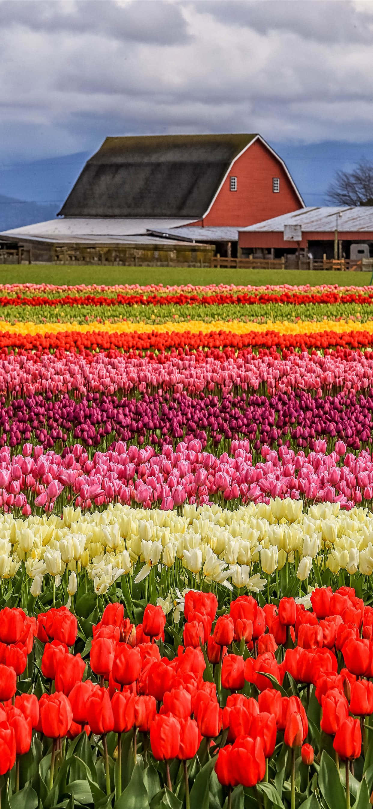 tulip field, rainbow rows of tulips, red barn, 2K Phone Wallpaper