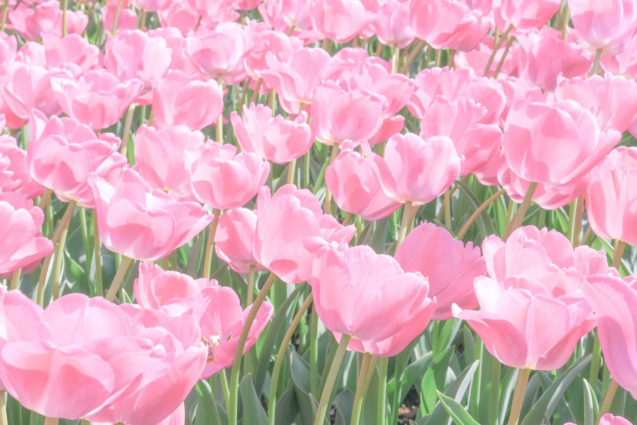 pink tulip field, springtime, soft pink tulips, Full HD Desktop Wallpaper