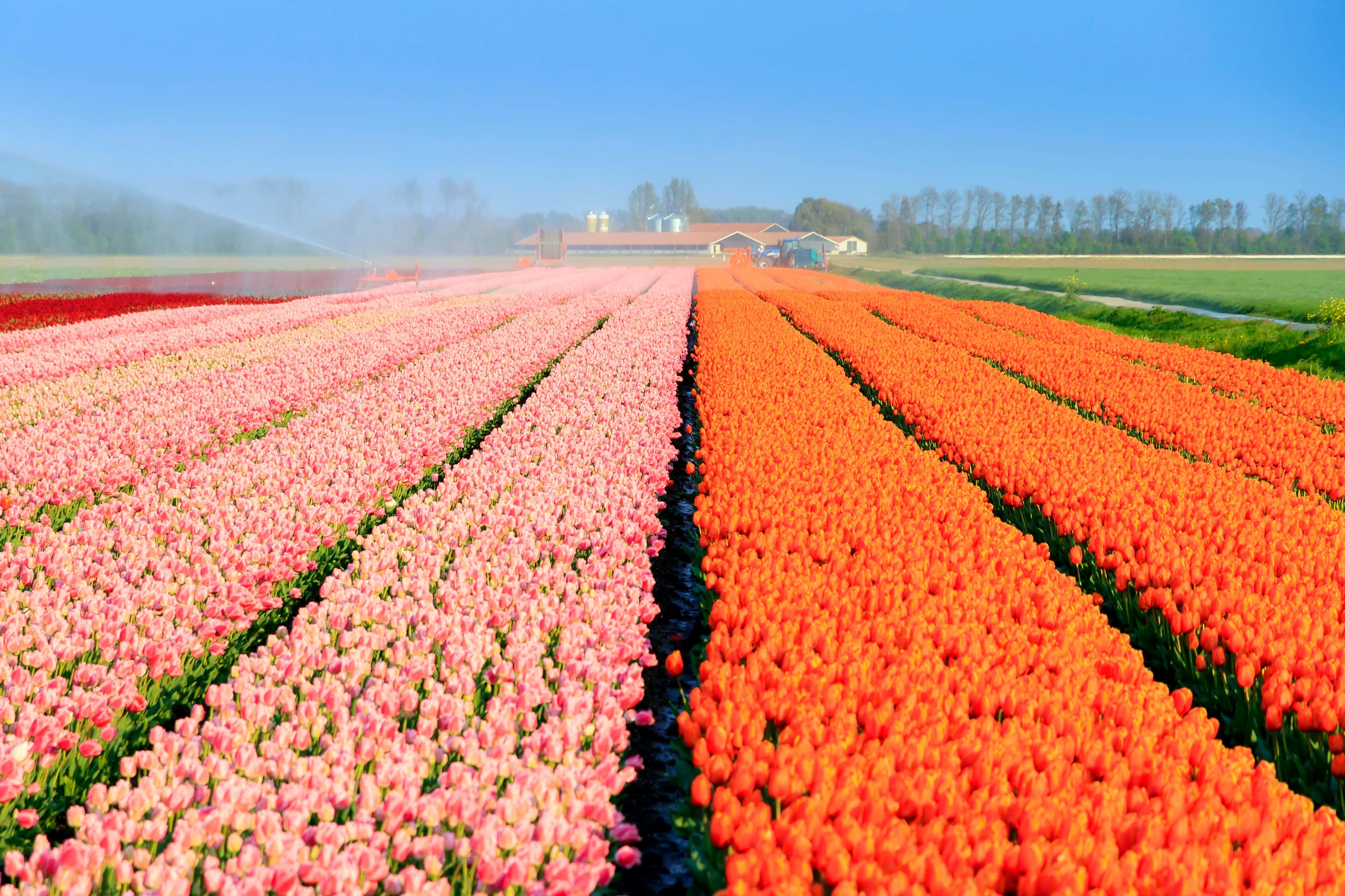 vibrant tulip fields, pink and orange tulips, clear blue sky, 2K Desktop Wallpaper