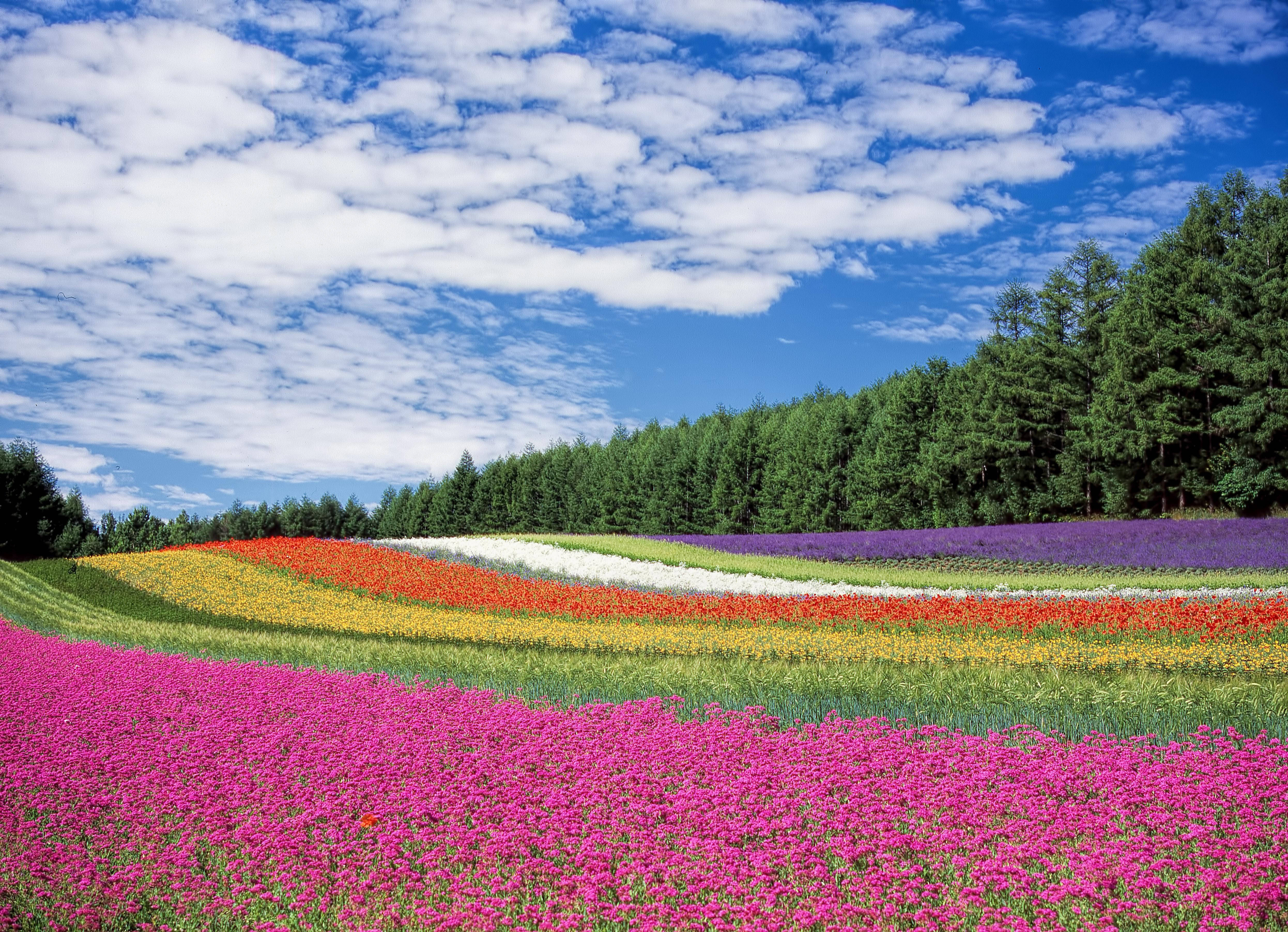 rainbow flower fields, bright blue sky, fluffy white clouds, 4K Desktop Wallpaper