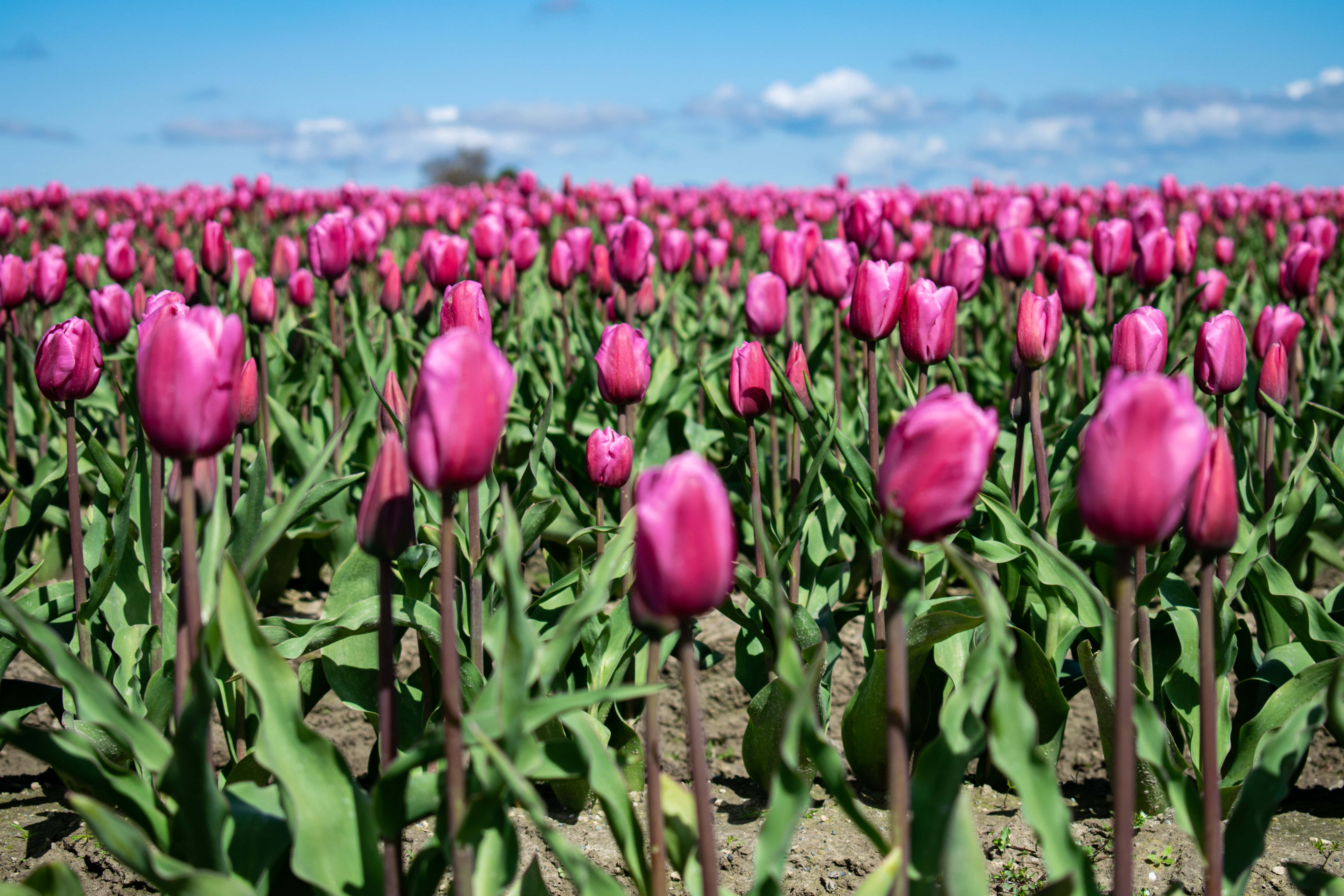 Tulip Field, vibrant pink tulips, bright blue sky, 5K Desktop Wallpaper