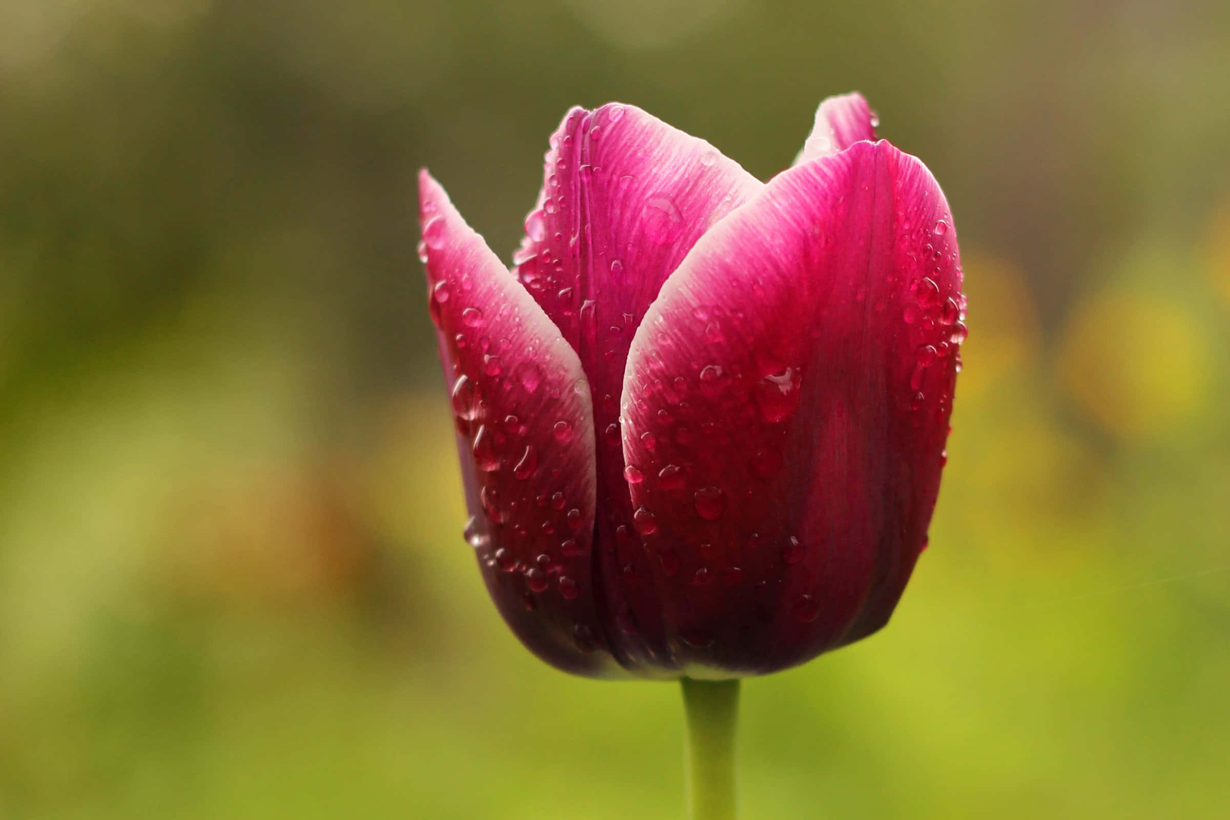 Tender Blooming Tulip, magenta, dew drops, Full HD Desktop Wallpaper