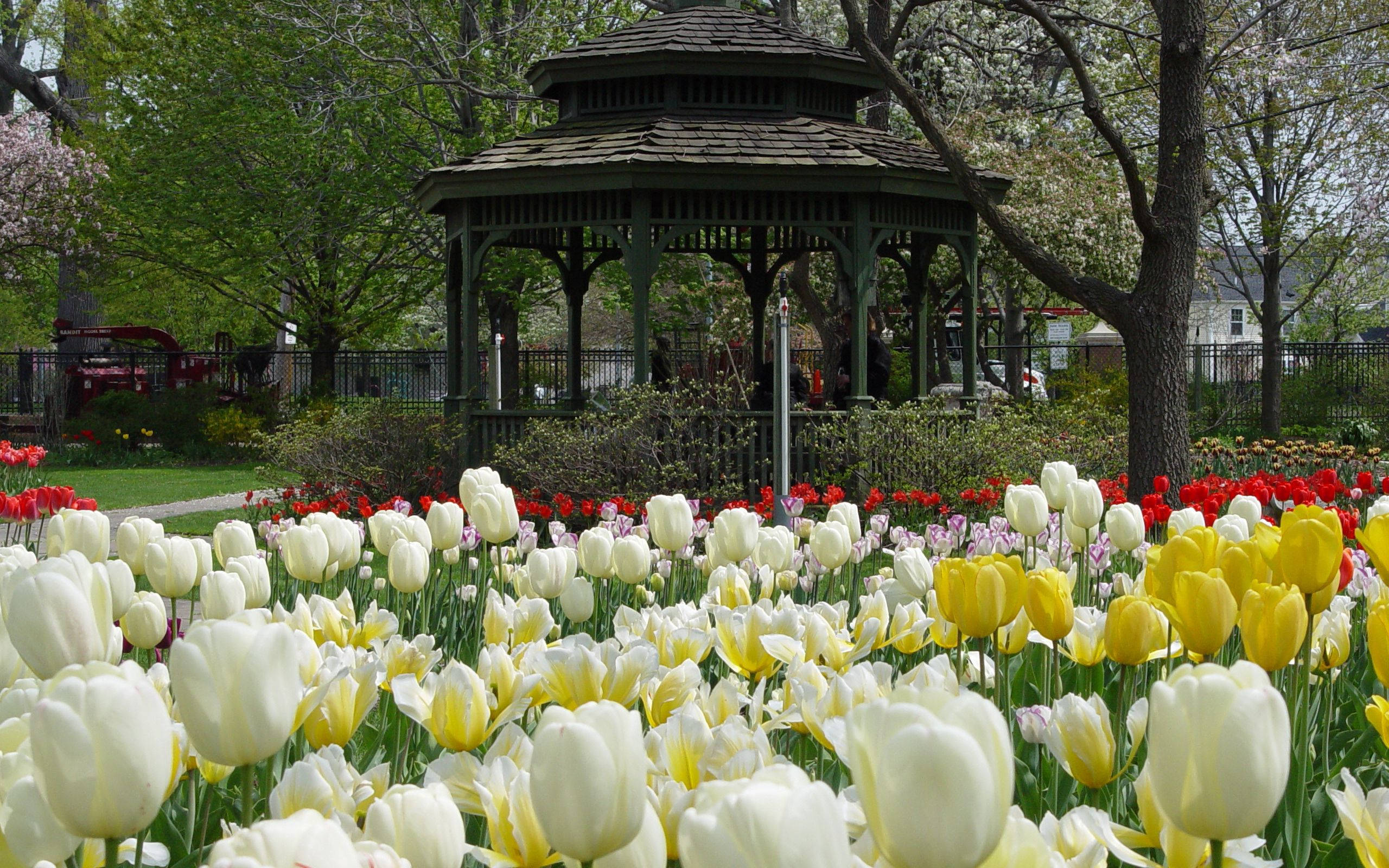 tulips, white, yellow, 2K Desktop Wallpaper