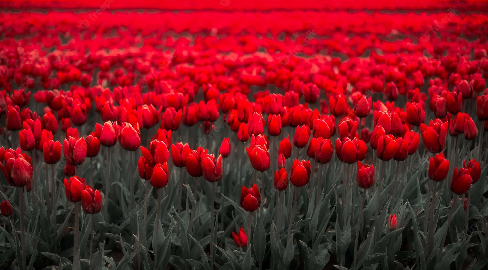 vivid red tulips, dark green foliage, muted sky, Full HD Desktop Wallpaper