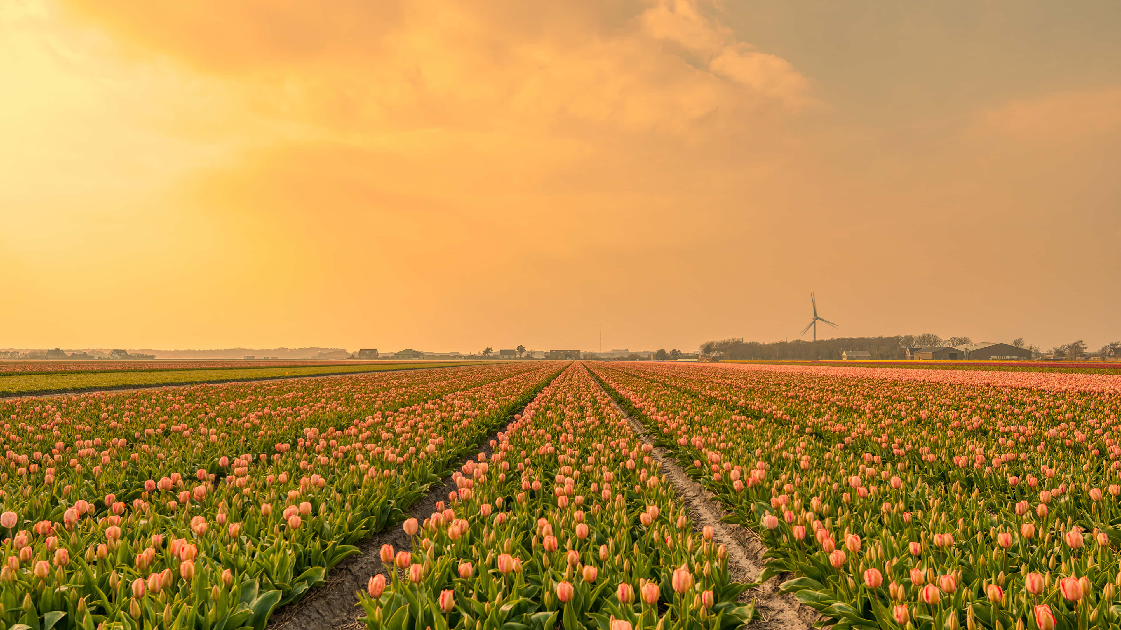 Tulip Field, pink tulips, windmill, 4K Desktop Wallpaper