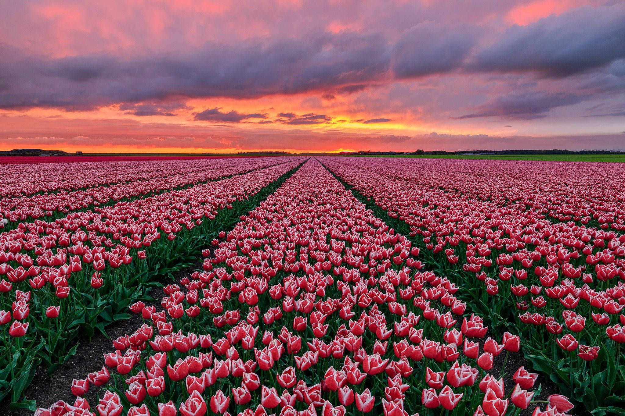 tulips, field, sunset, Full HD Desktop Wallpaper