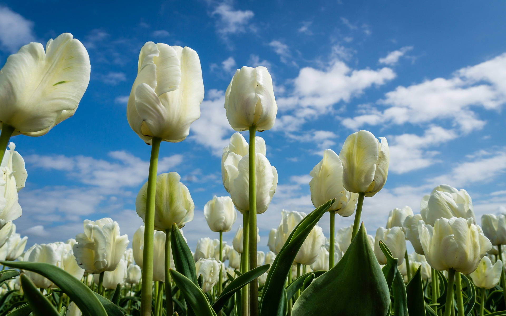 tulip, white tulips, vibrant blue sky, Full HD Desktop Wallpaper