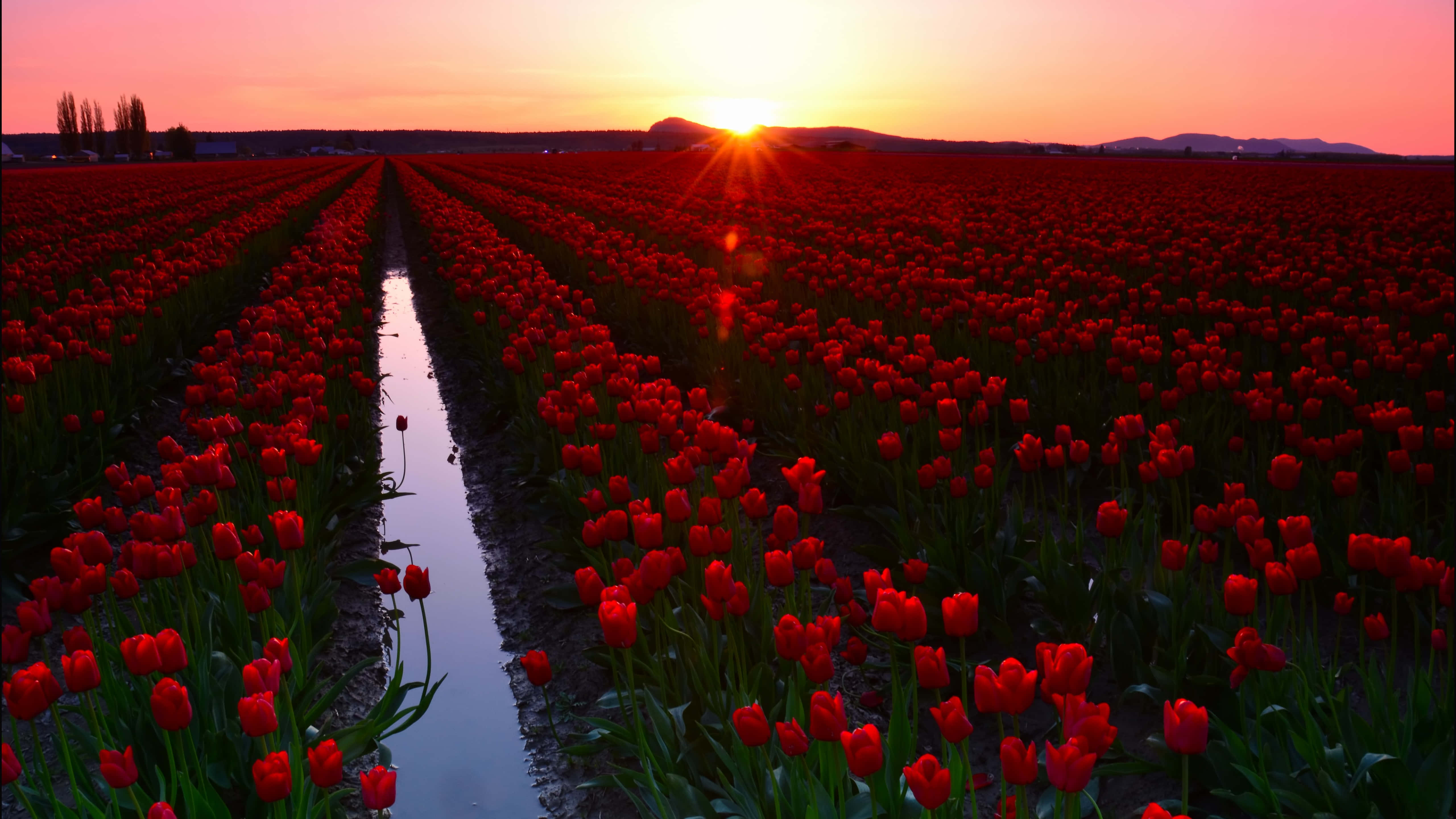 Tulip Field, vibrant red tulips, glowing sunset, 5K Desktop Wallpaper