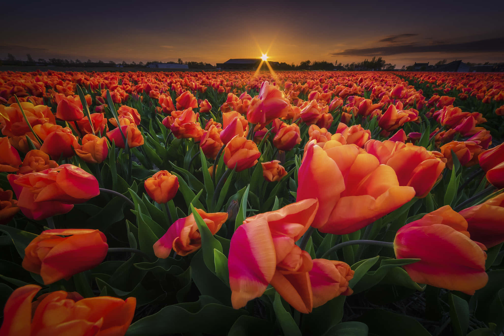 sunset, orange tulip field, glowing sunset, Full HD Desktop Wallpaper
