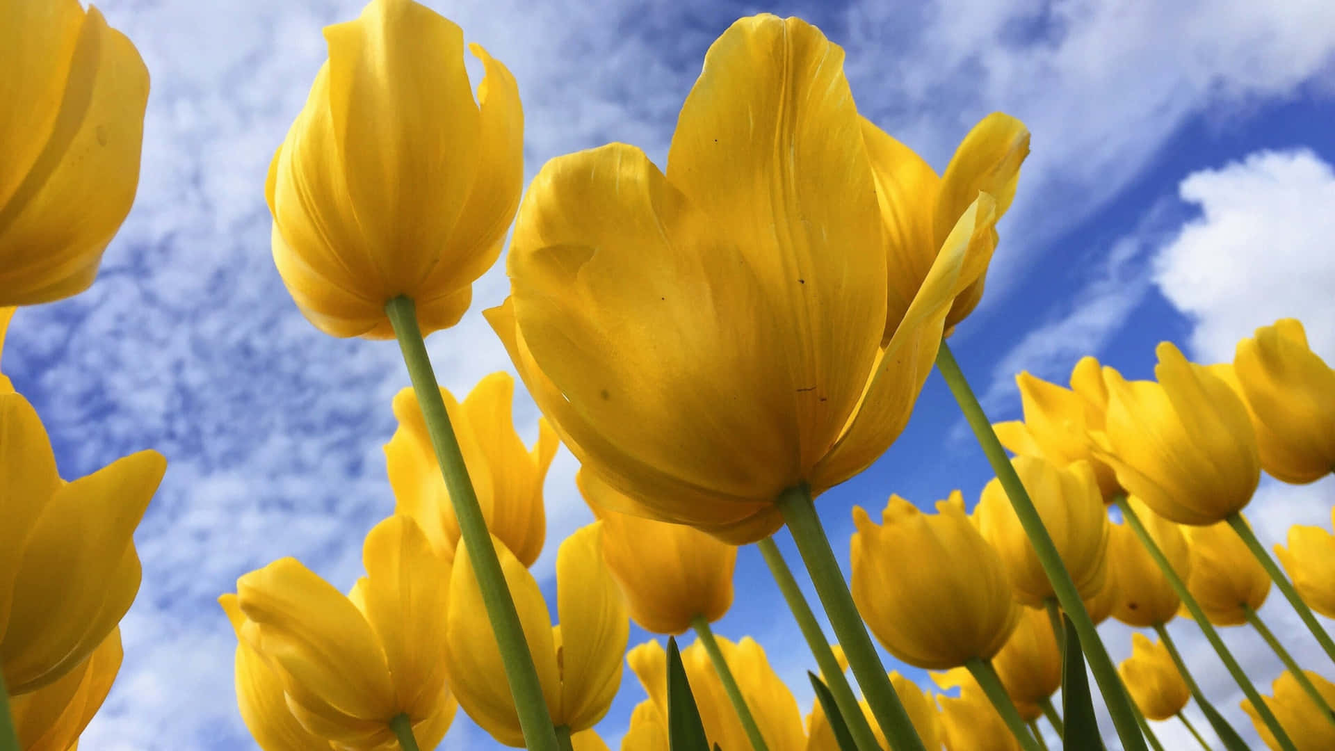 yellow tulip field, vibrant yellow tulips, bright blue sky, Full HD Desktop Wallpaper