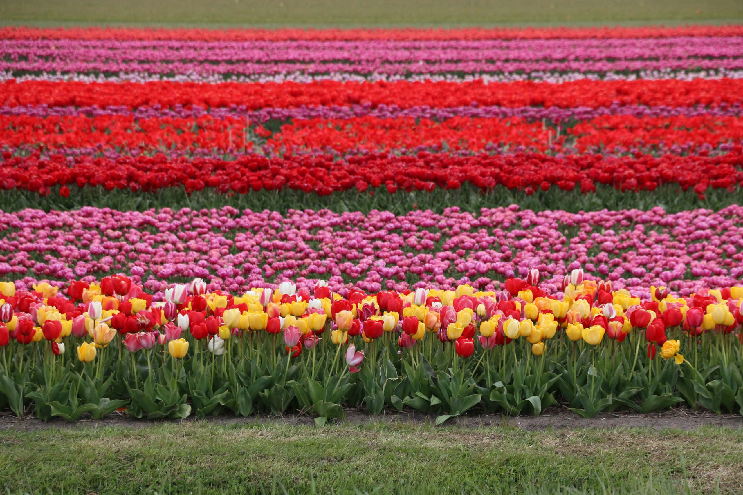 Tulip Field, red pink and yellow tulips, neat geometric patterns, 2K Desktop Wallpaper