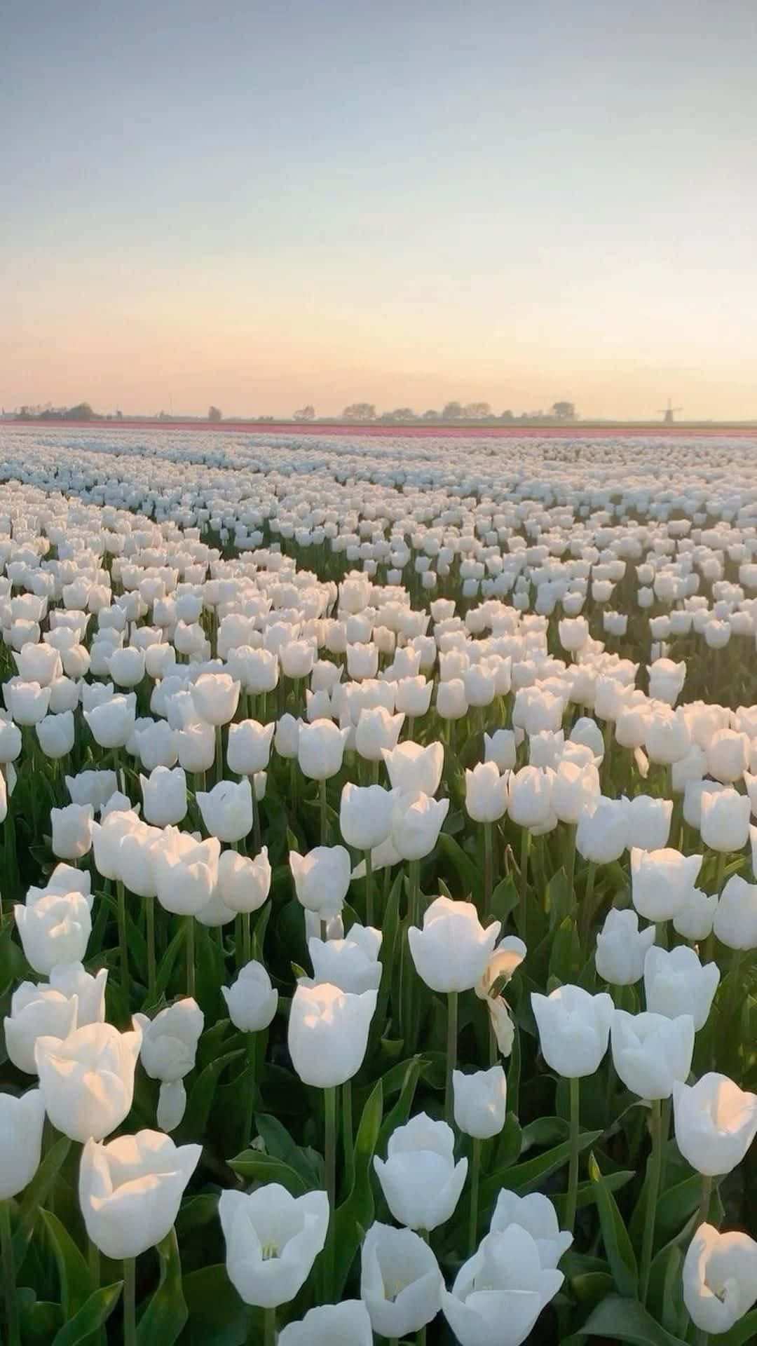 white tulip field, sunset glow, pristine white tulips, Full HD Phone Wallpaper