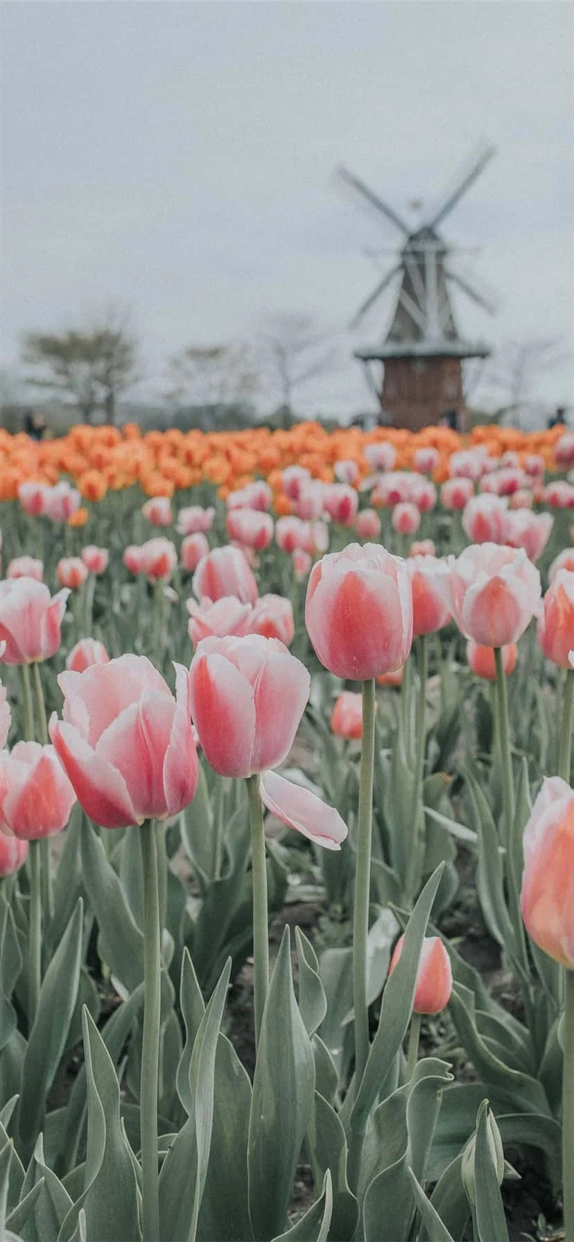 tulip field, windmill, pink tulips, HD Phone Wallpaper