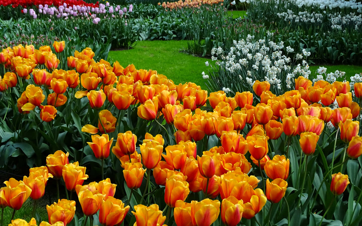 vibrant orange tulips, neat rows, lush green lawn, HD Desktop Wallpaper