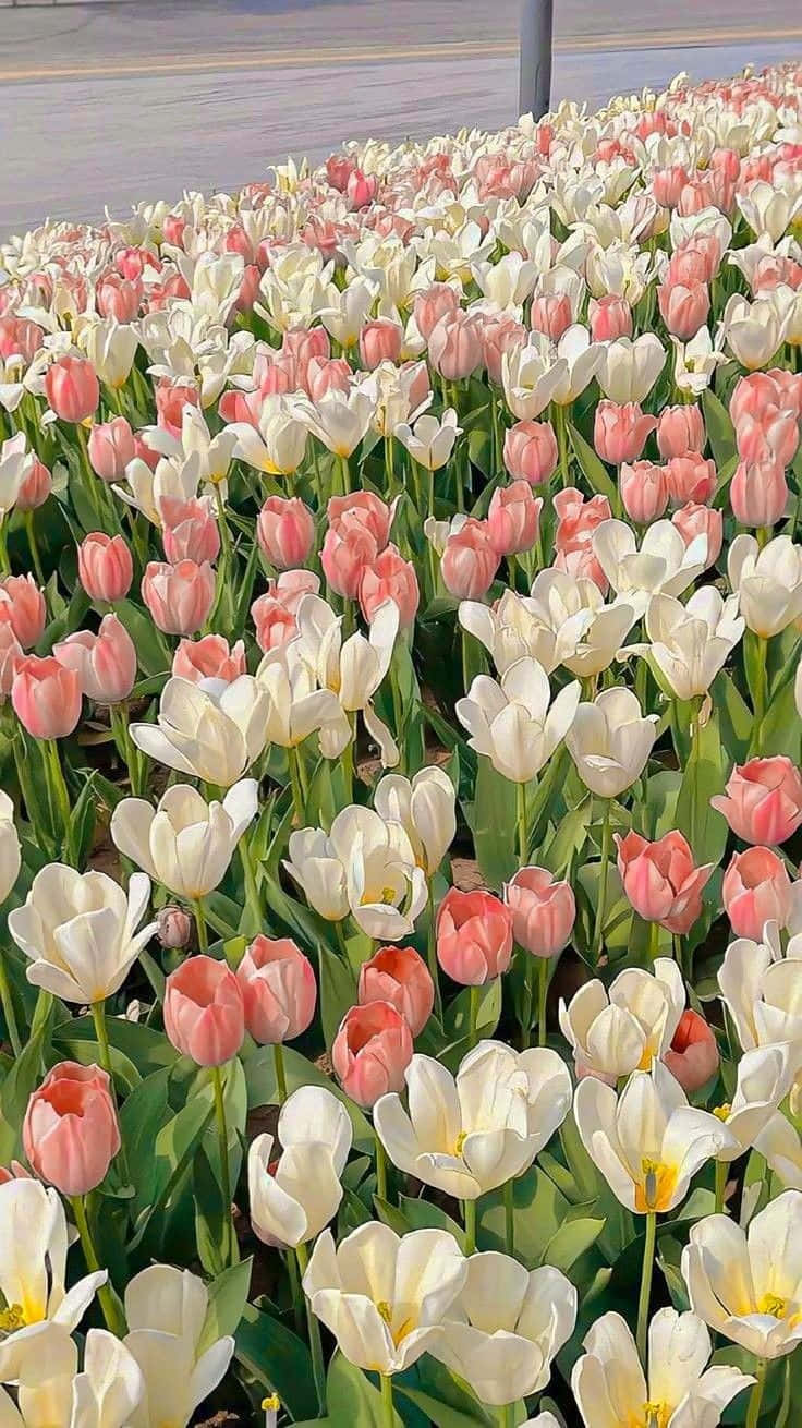 vibrant tulip field aesthetic, pink and white tulips, bright sunlight, HD Phone Wallpaper