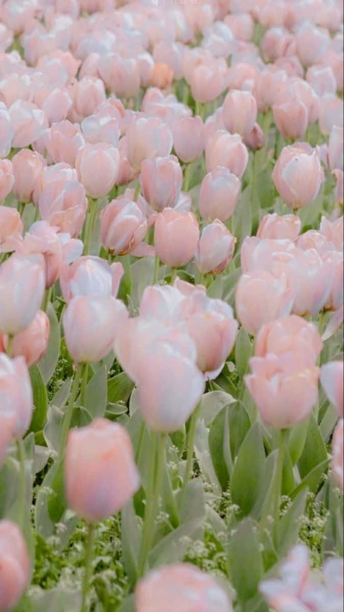 pastel pink tulip field, soft field, blooming pink tulips, SD Phone Wallpaper
