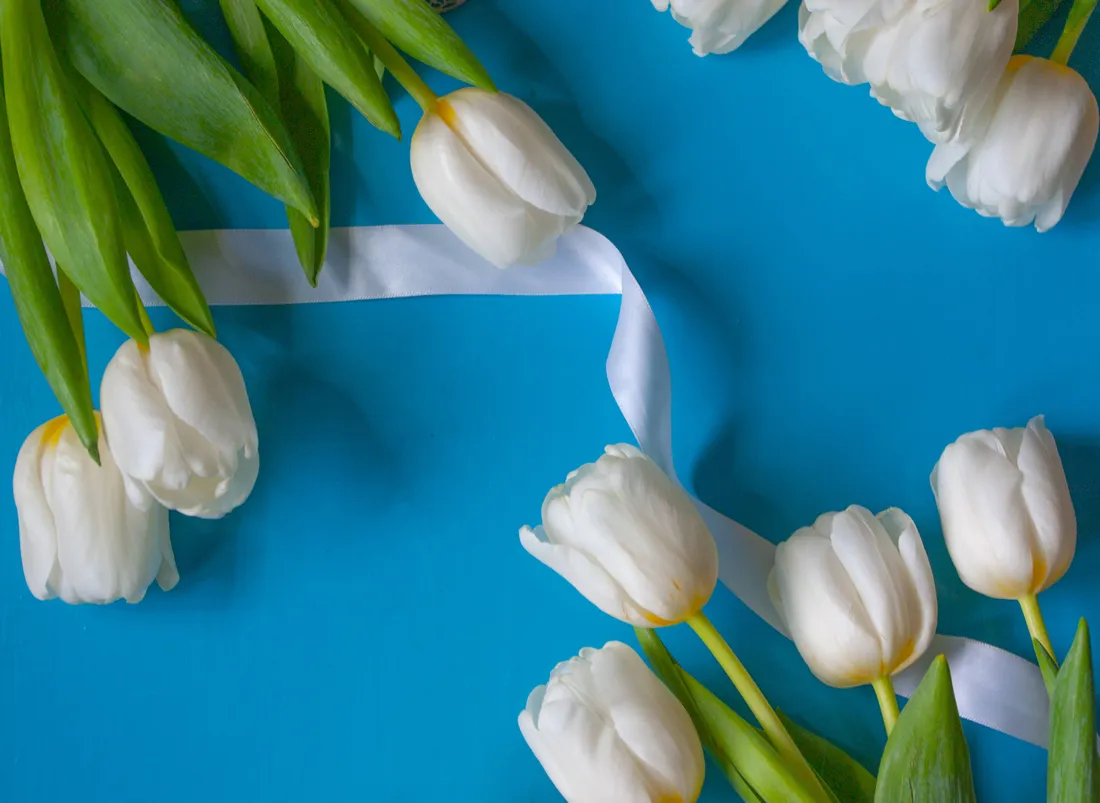 Tulip