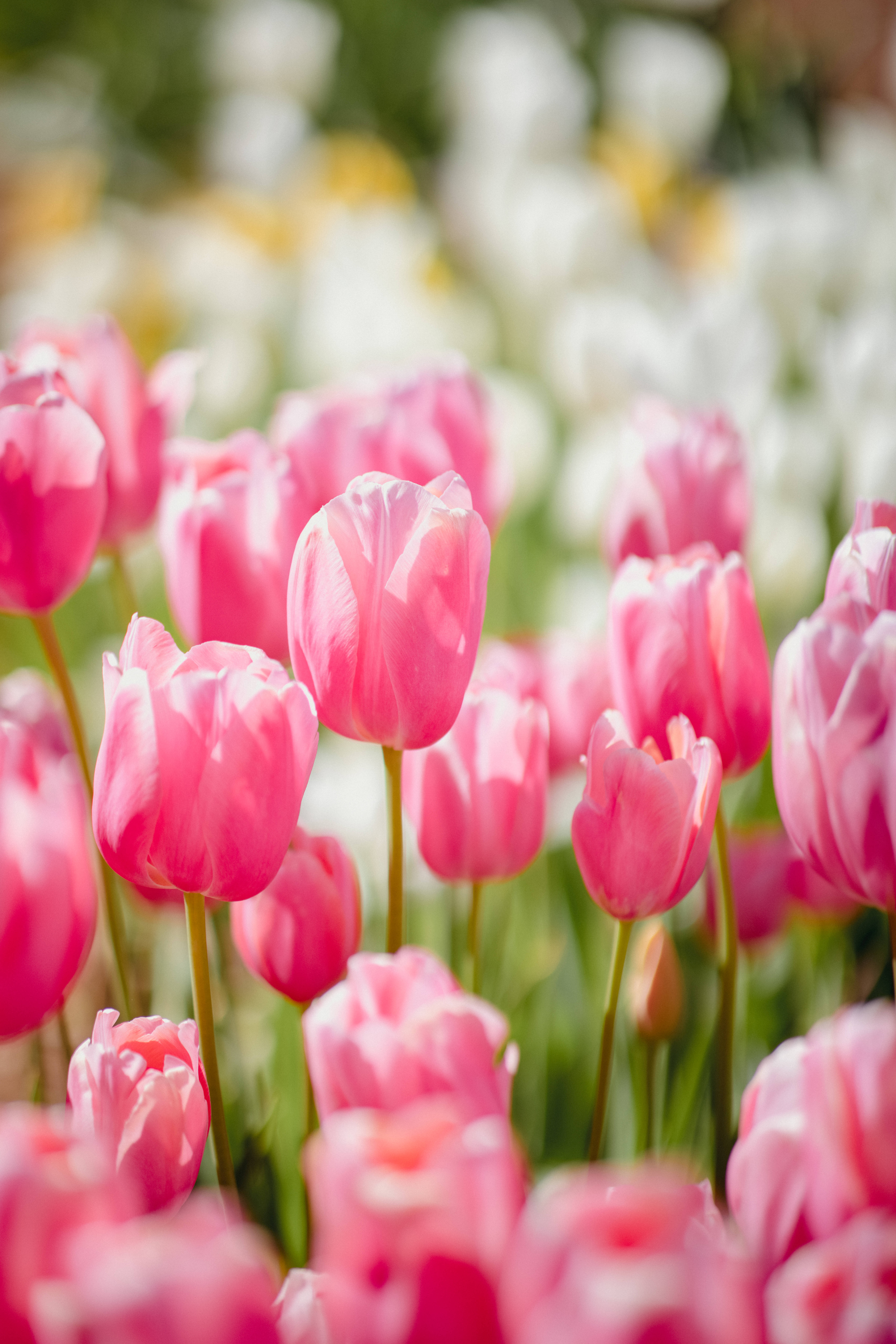 rose pink tulips, vibrant pink tulips, blurred field of white and yellow flowers, 8K Phone Wallpaper