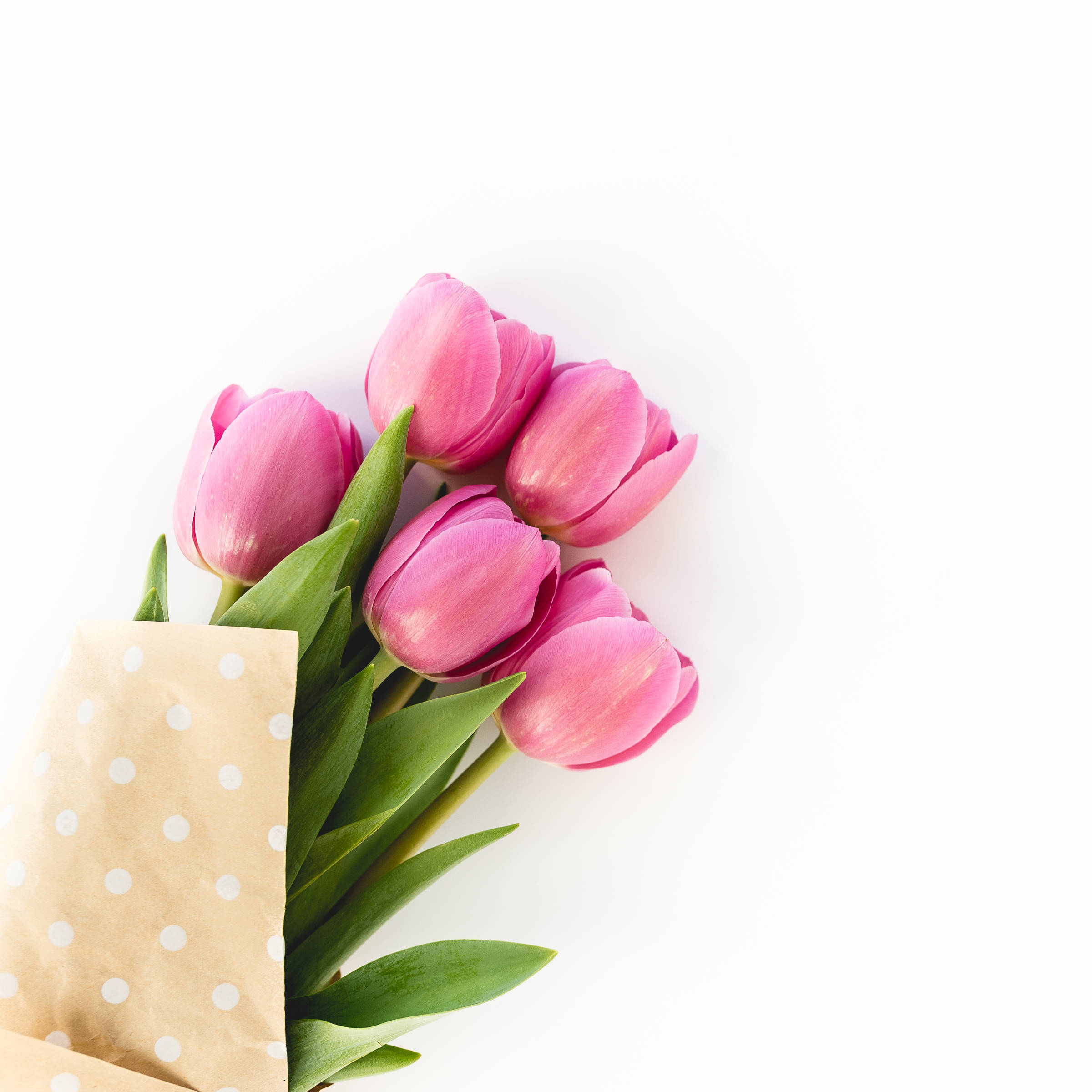 pink tulips, green stems, brown polka dot paper, Full HD Desktop Wallpaper