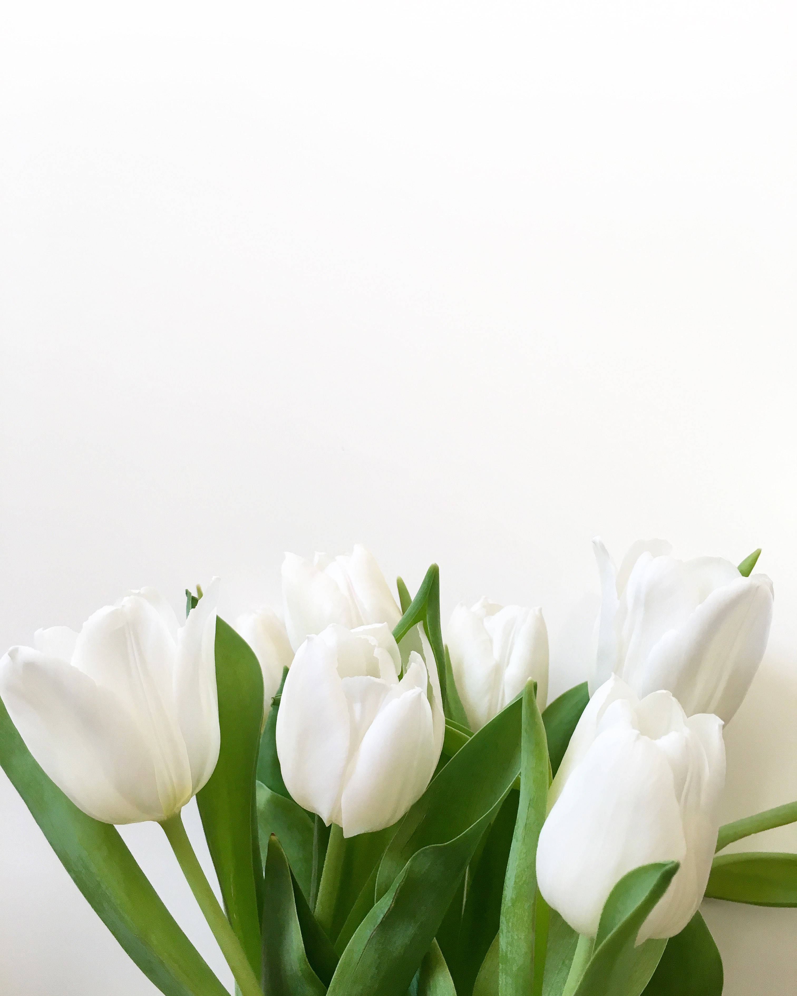pure white tulips, pristine white tulips, vibrant green stems, 2K Phone Wallpaper
