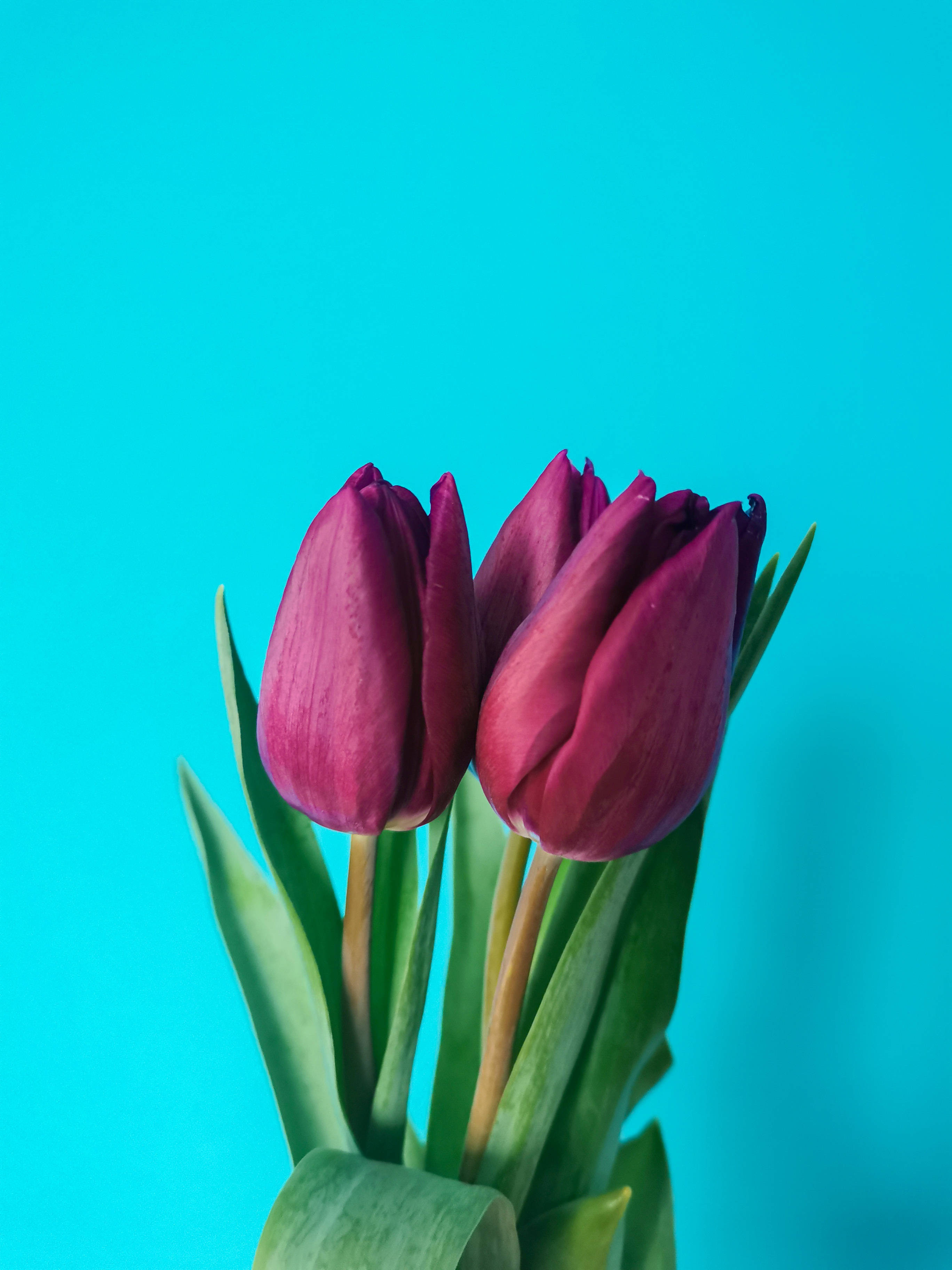 magenta tulips mobile, deep purple tulips, green stems, 2K Phone Wallpaper