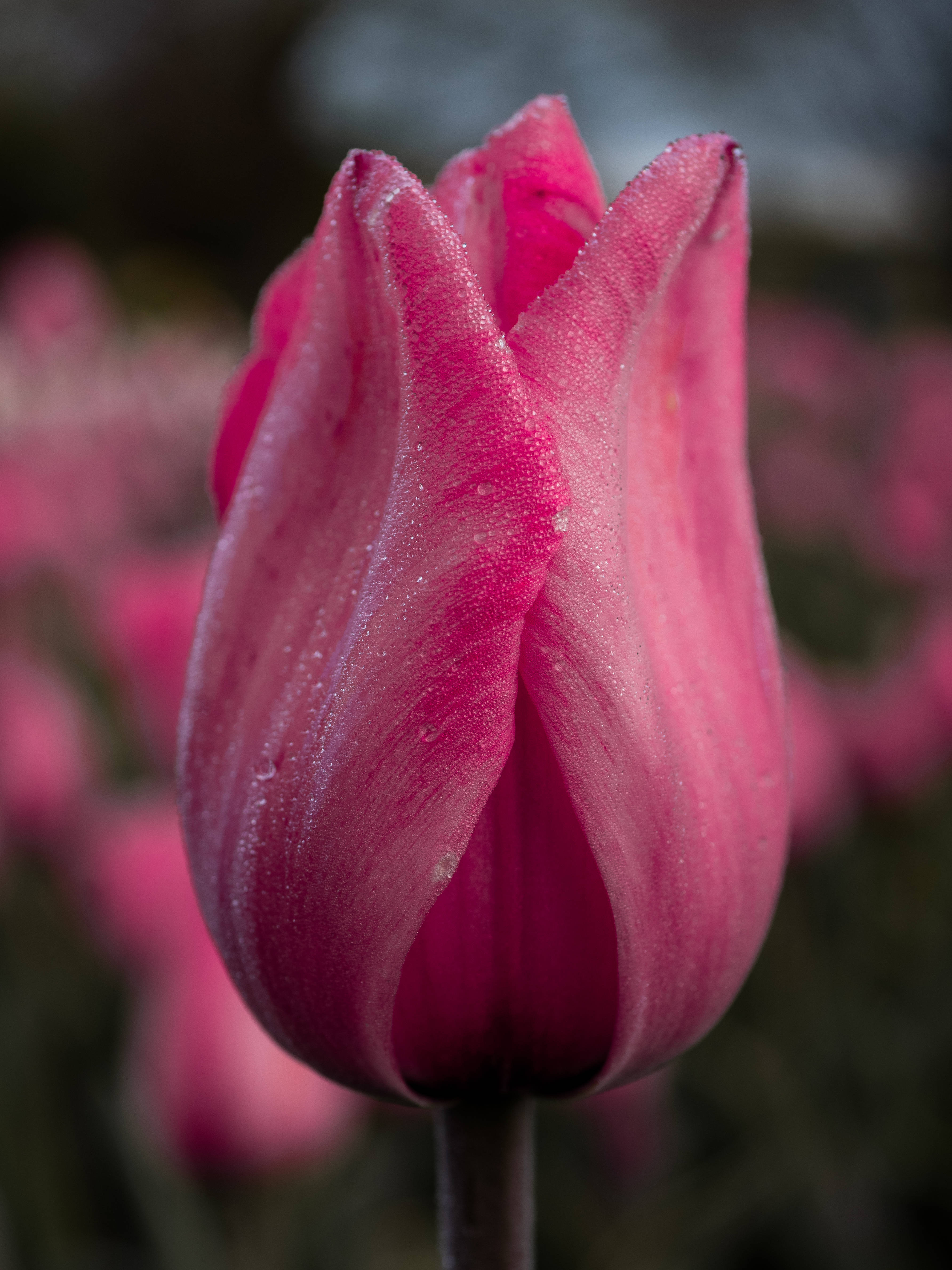 mystic pink tulip, vibrant pink, dewdrops, 4K Phone Wallpaper