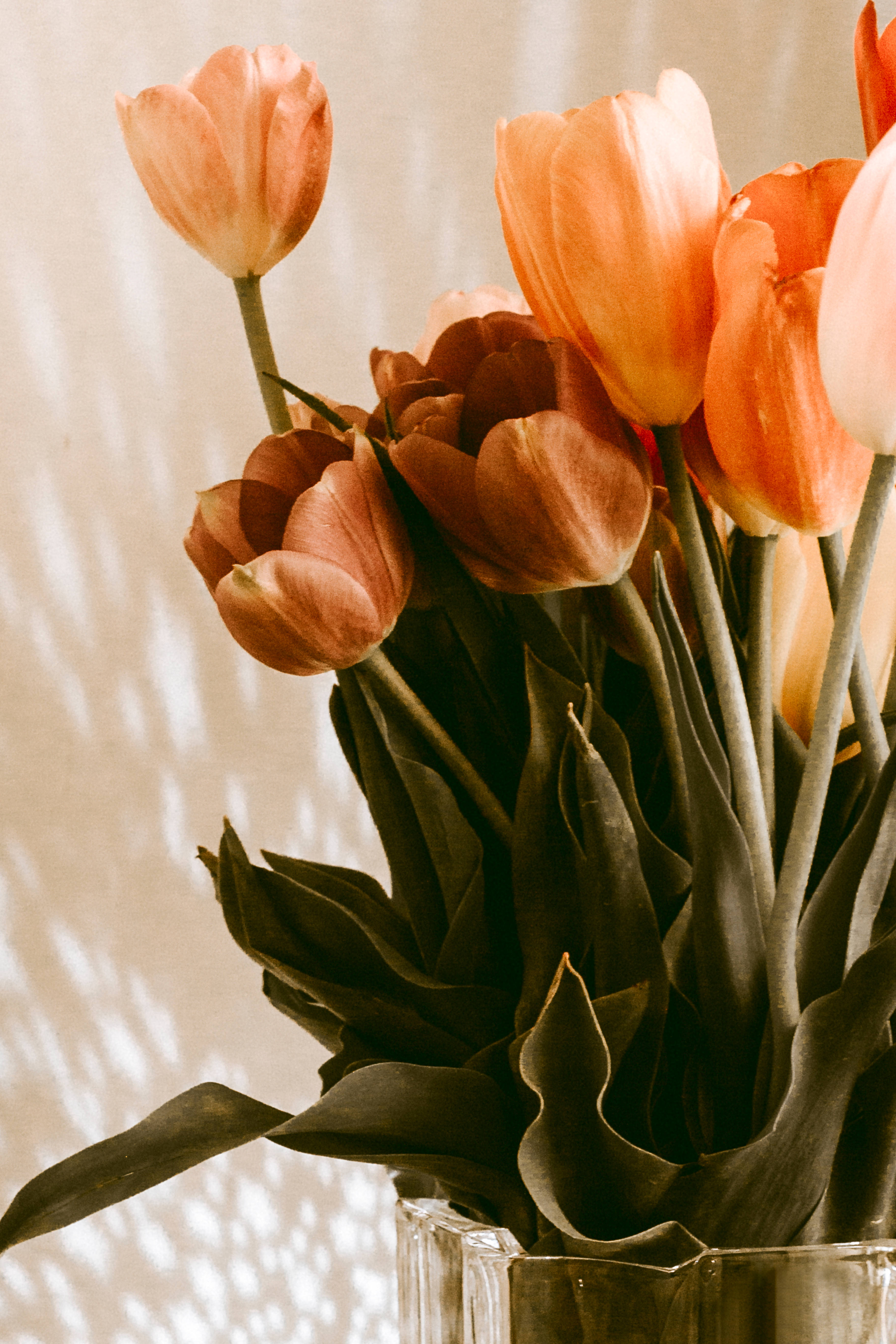 golden peach tulips, orange tulips, peach tulips, 5K Phone Wallpaper