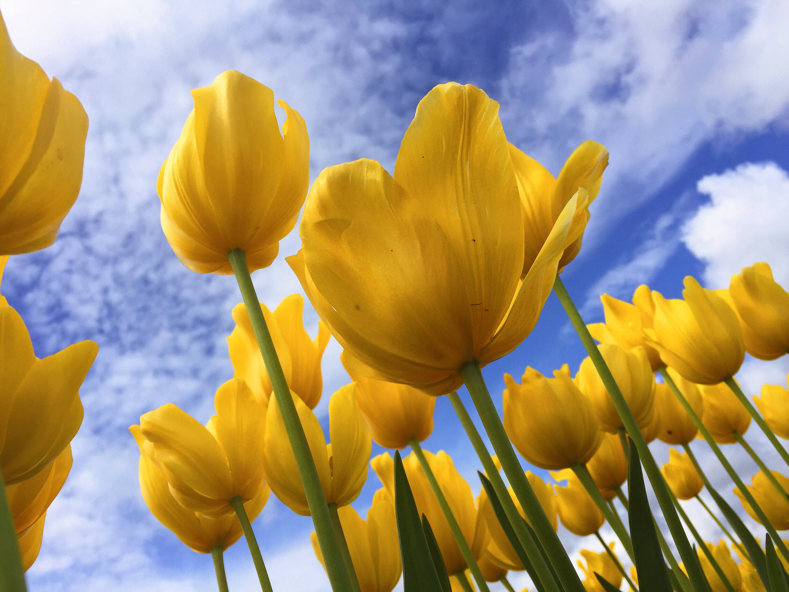 yellow tulips, bright blue sky, wispy white clouds, 2K Desktop Wallpaper