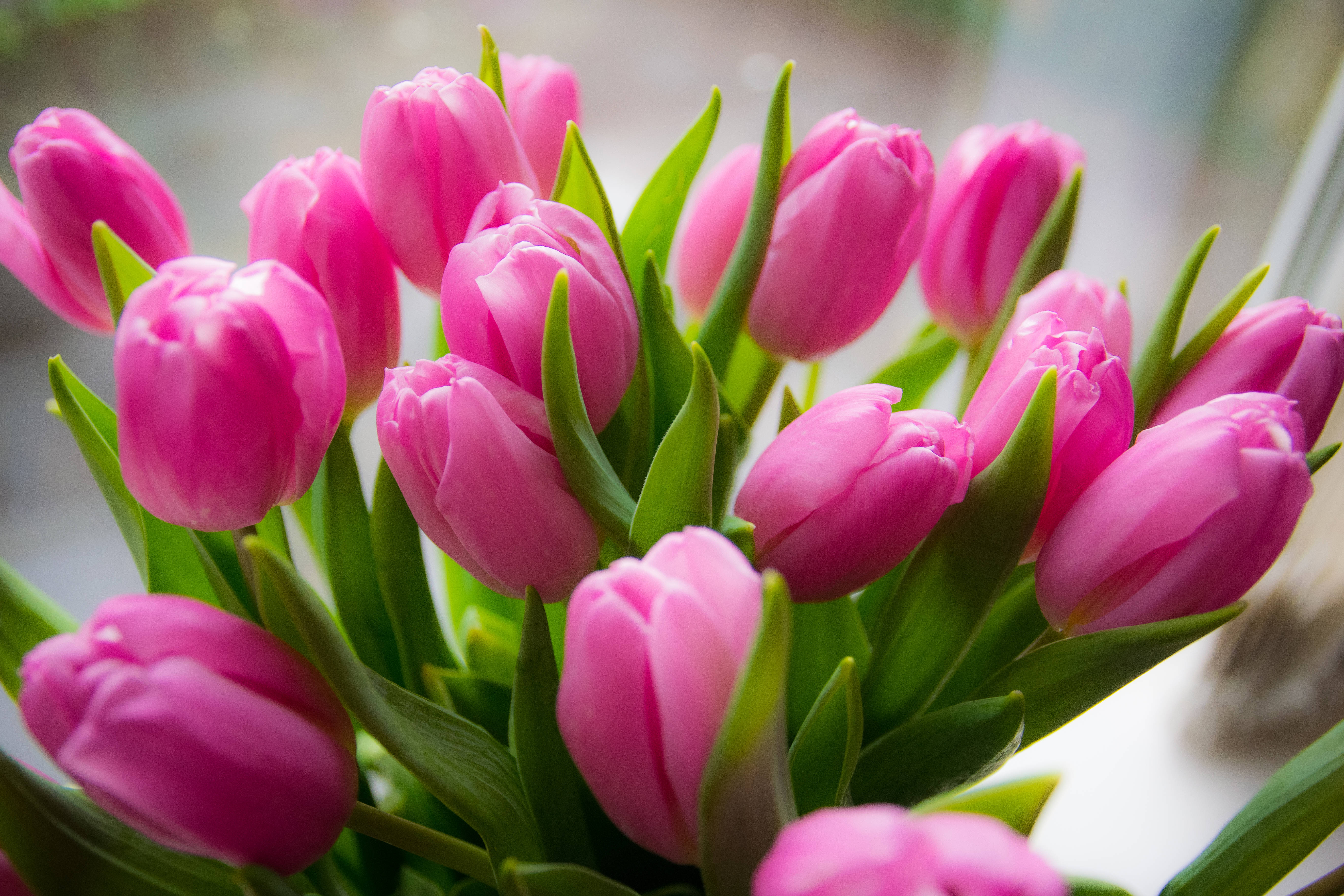 pink tulips, bouquet, lush green stems, 5K Desktop Wallpaper